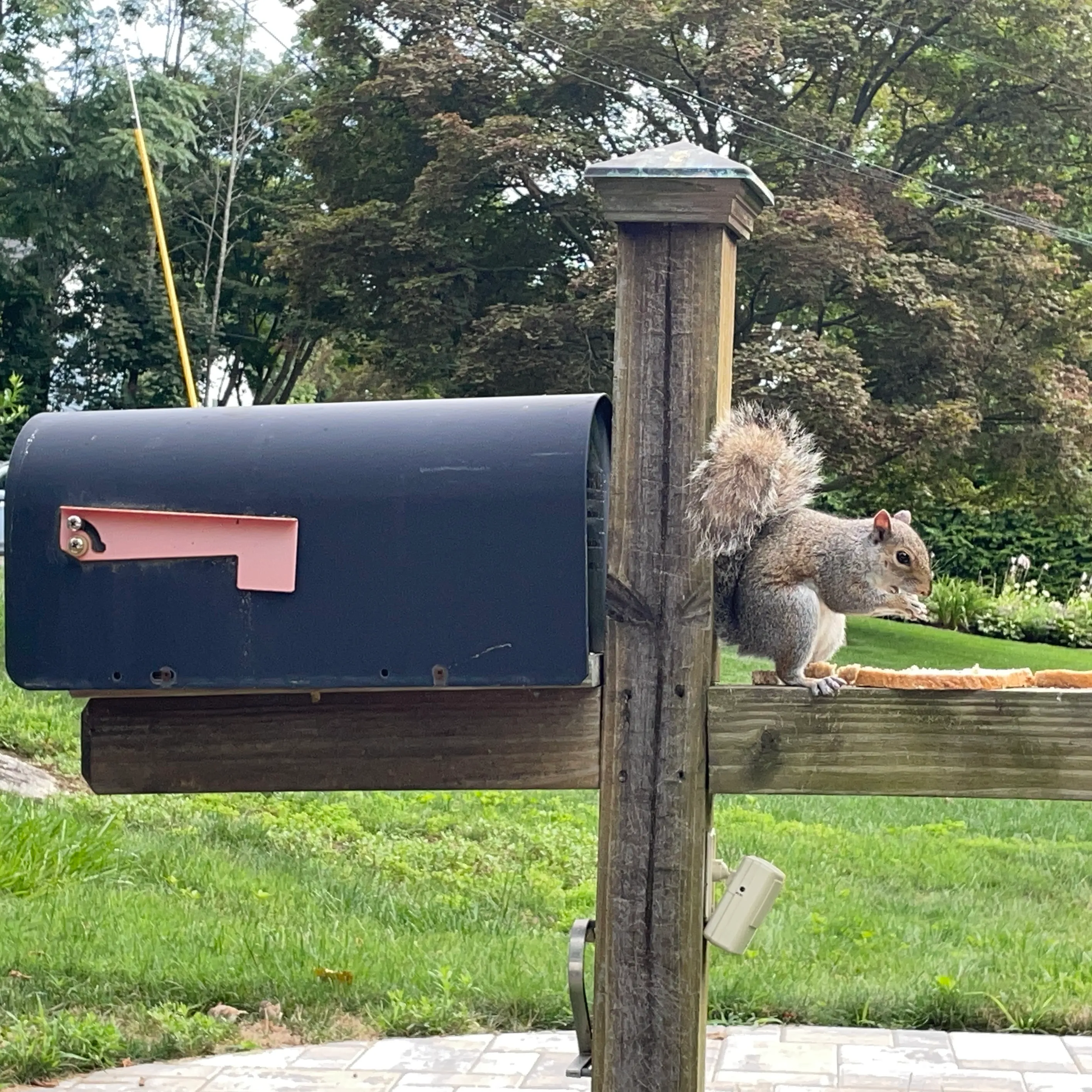 Wild Animals in Urban Settings