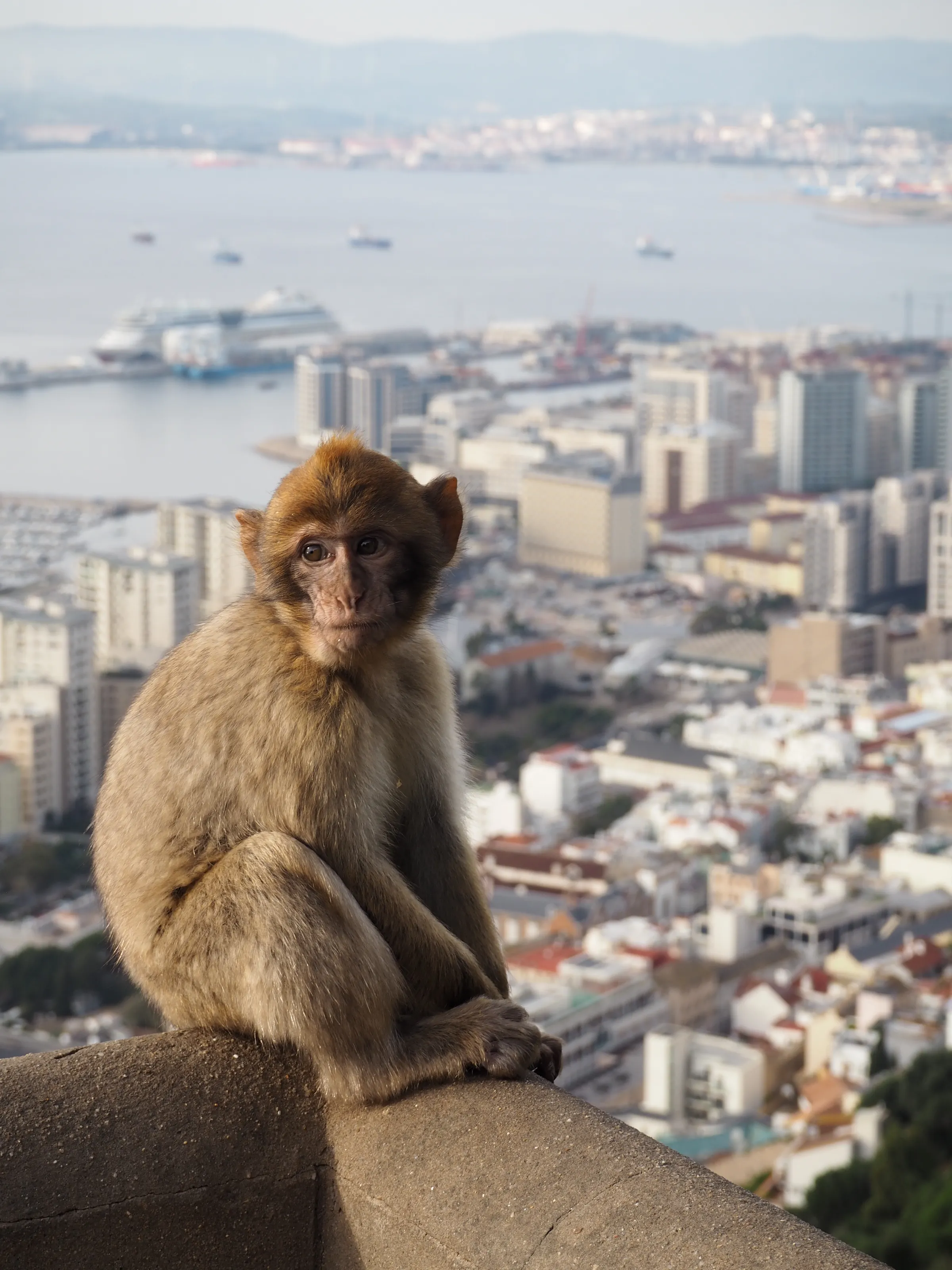 Monkey in front of City