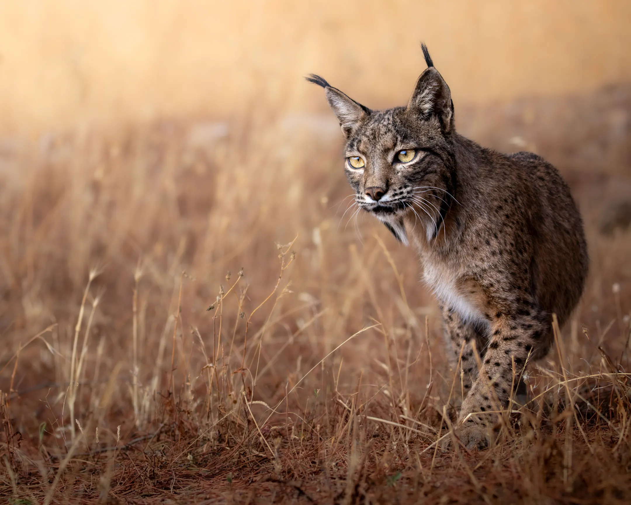 Iberian Lynx Hunt