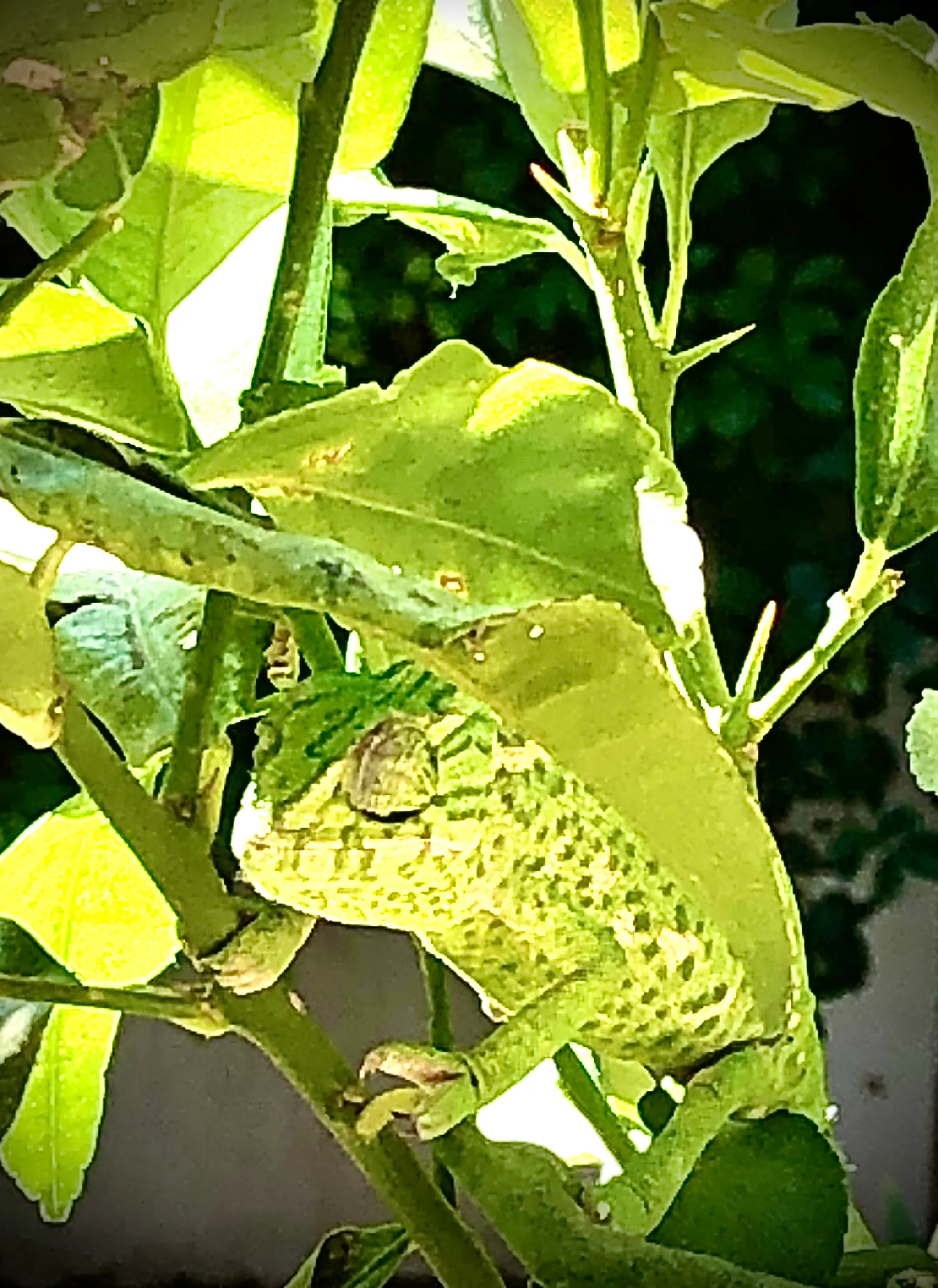 Camouflaged