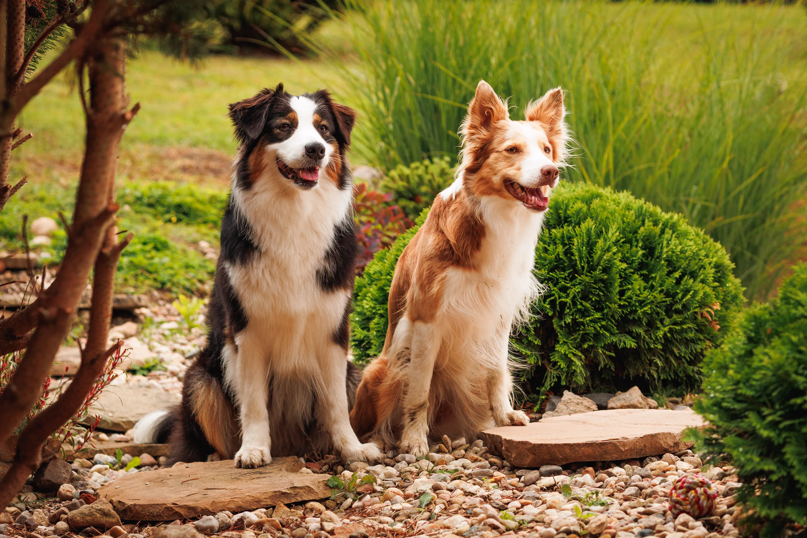 Two Dogs