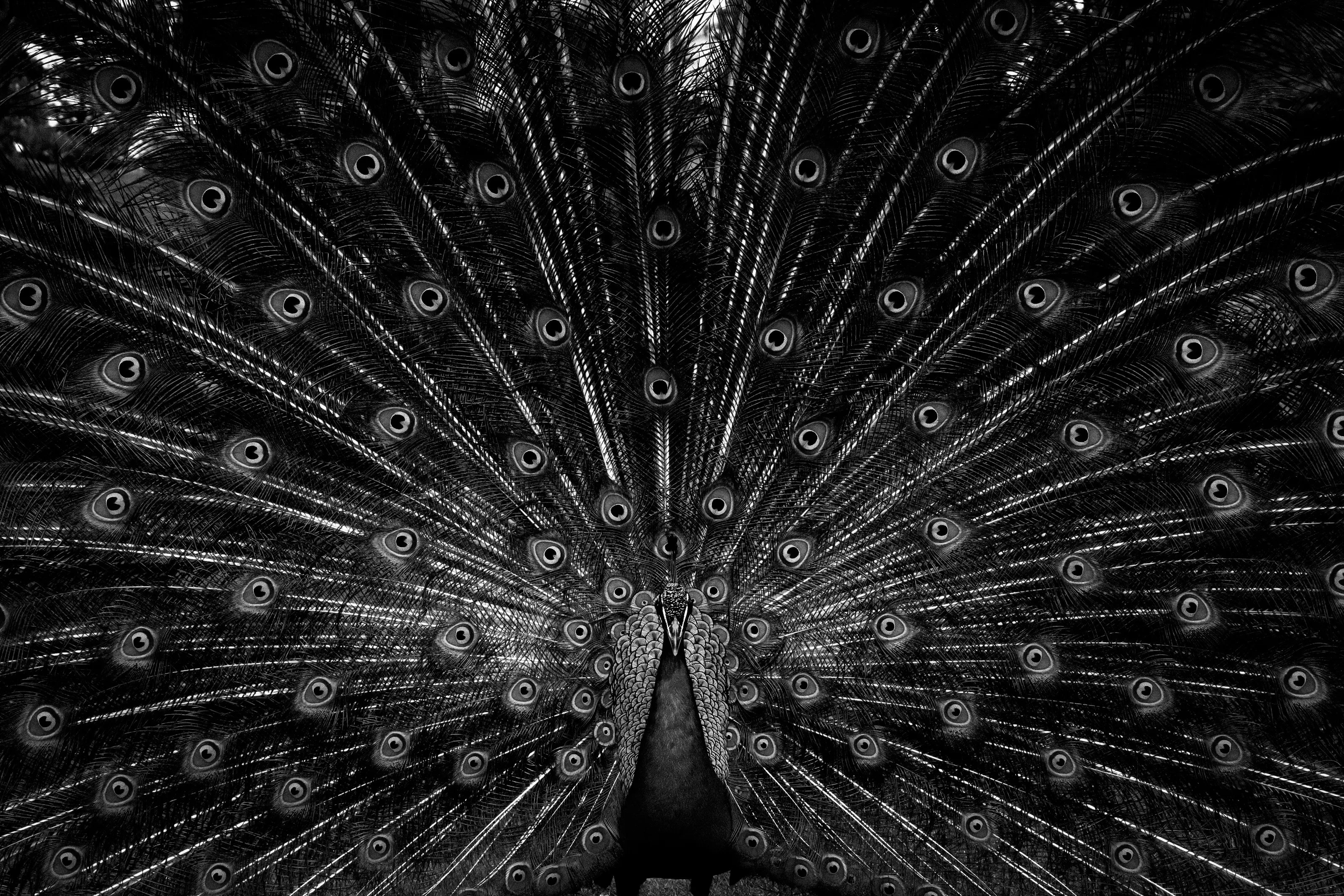 Peacock, Black and White