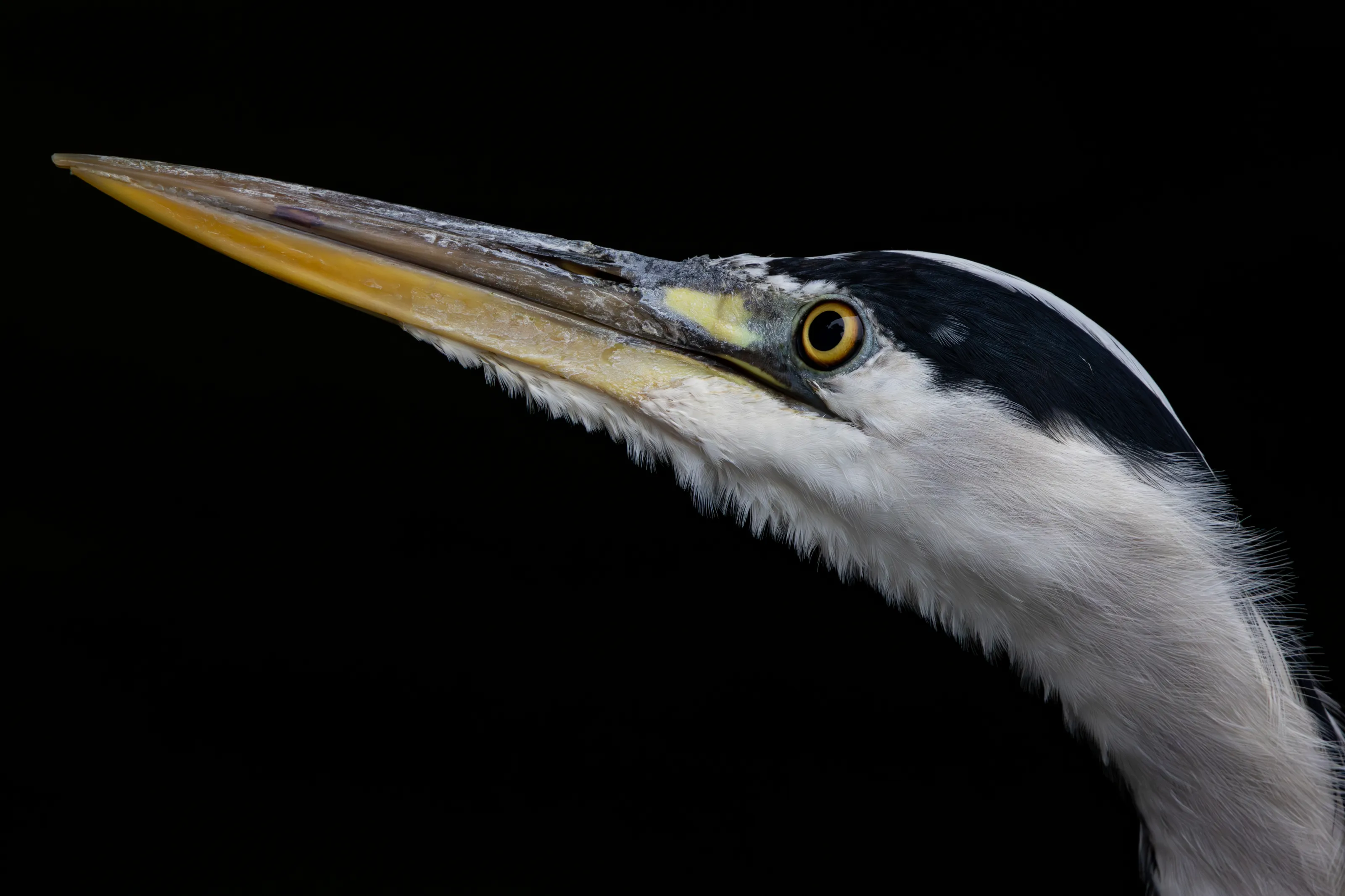 Crane Your Neck