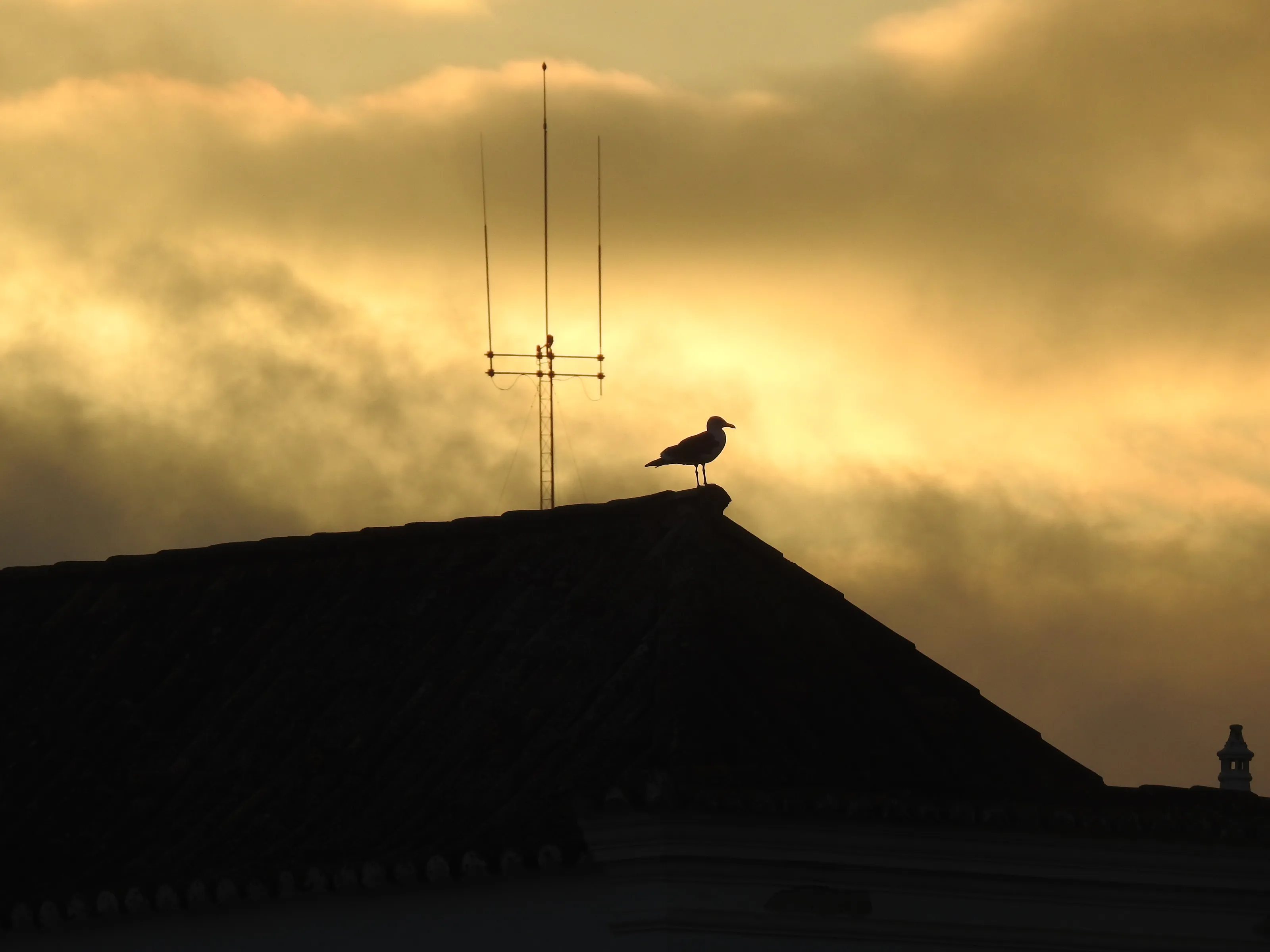 seagull on the roof in Tavira