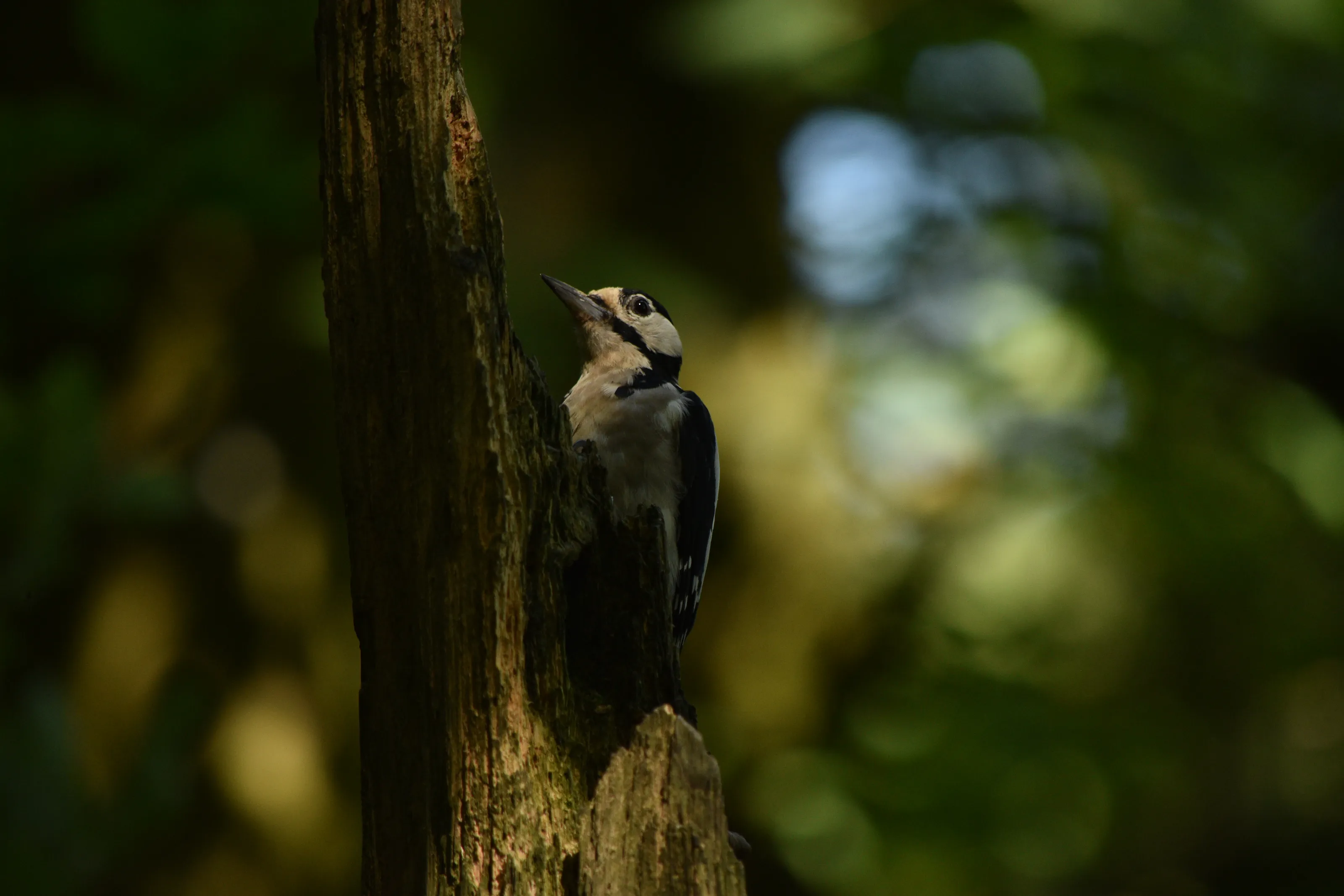 watching the woodpecker