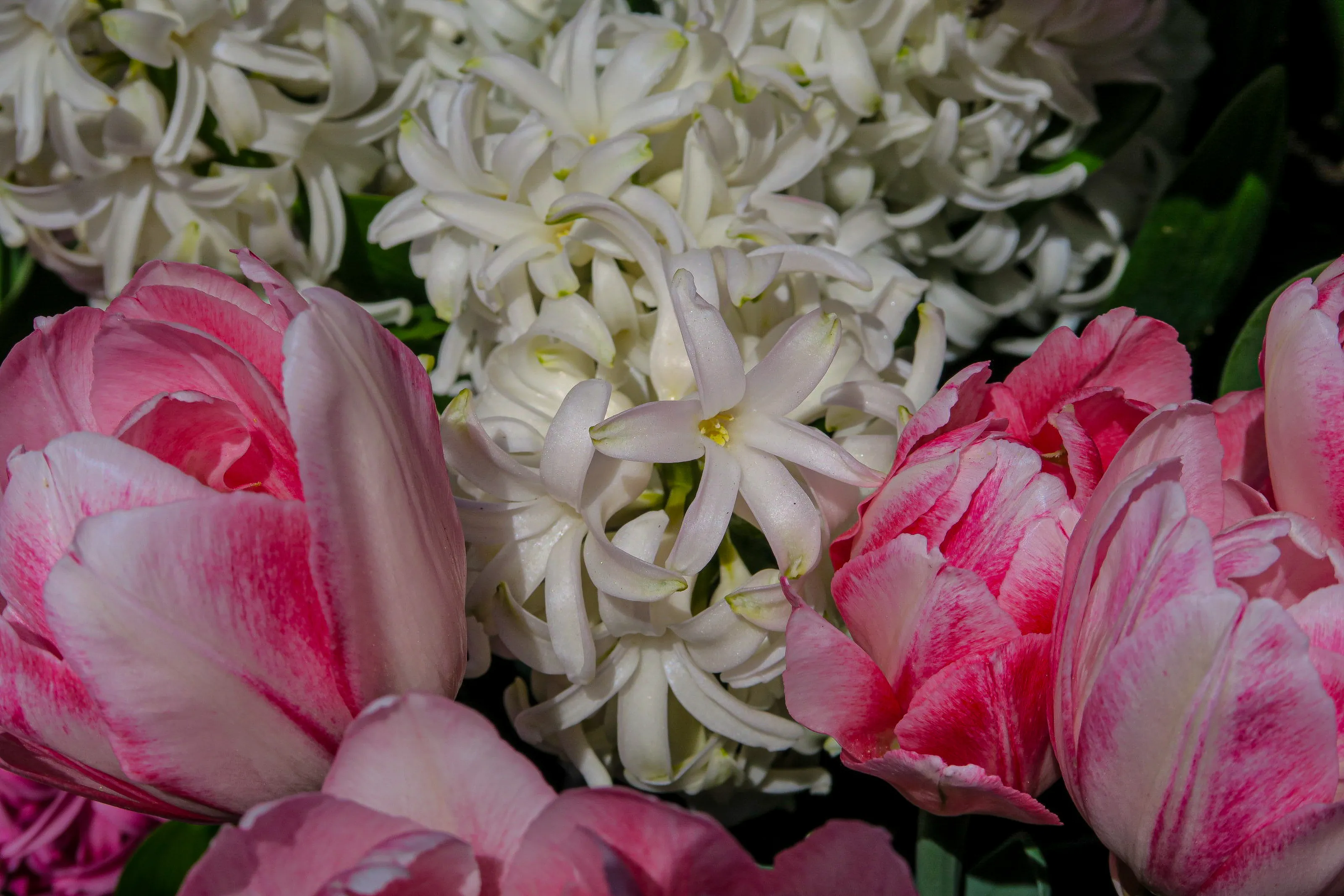 Pink Tulips & White Hyacinth