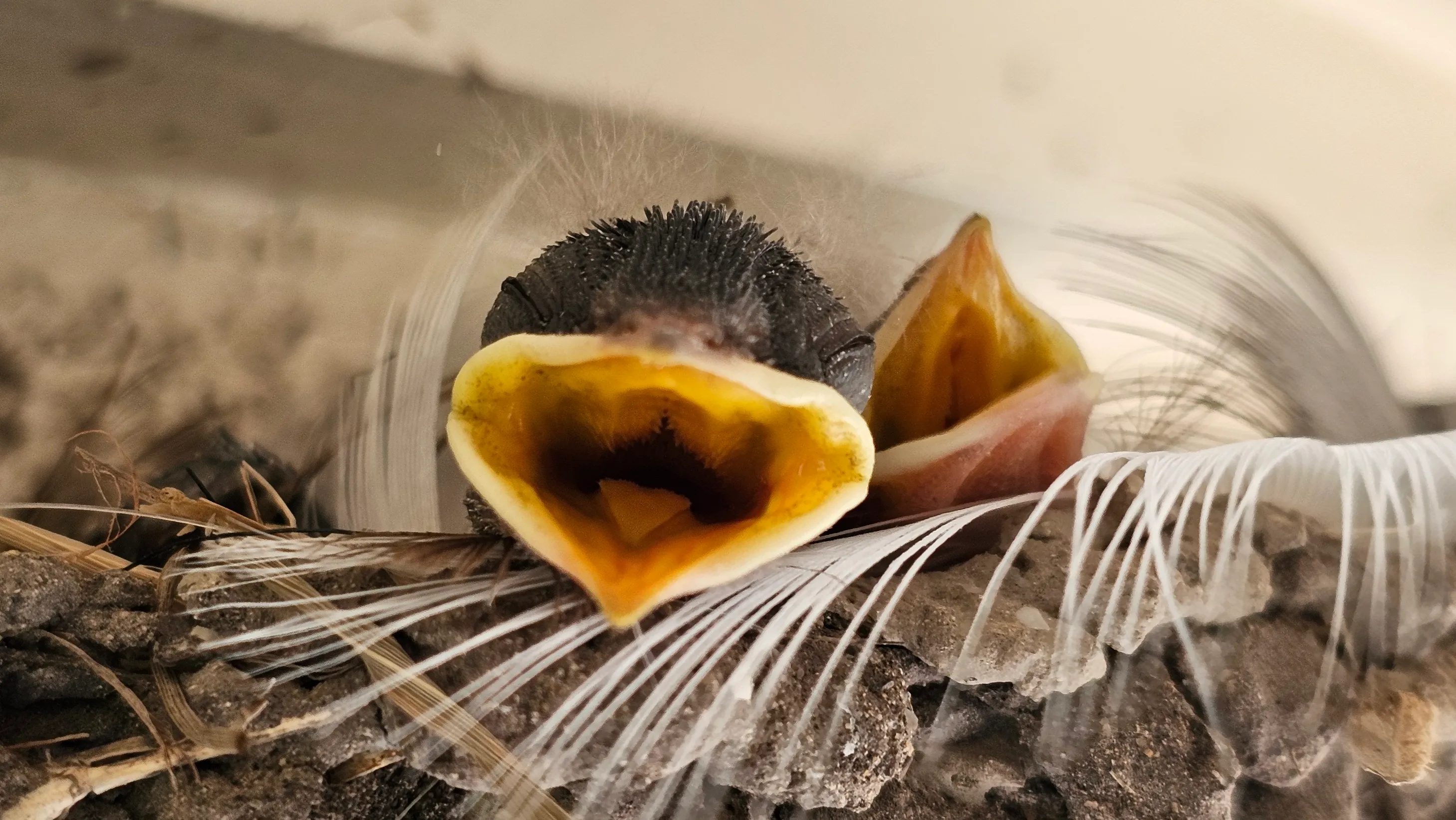 Baby Bird