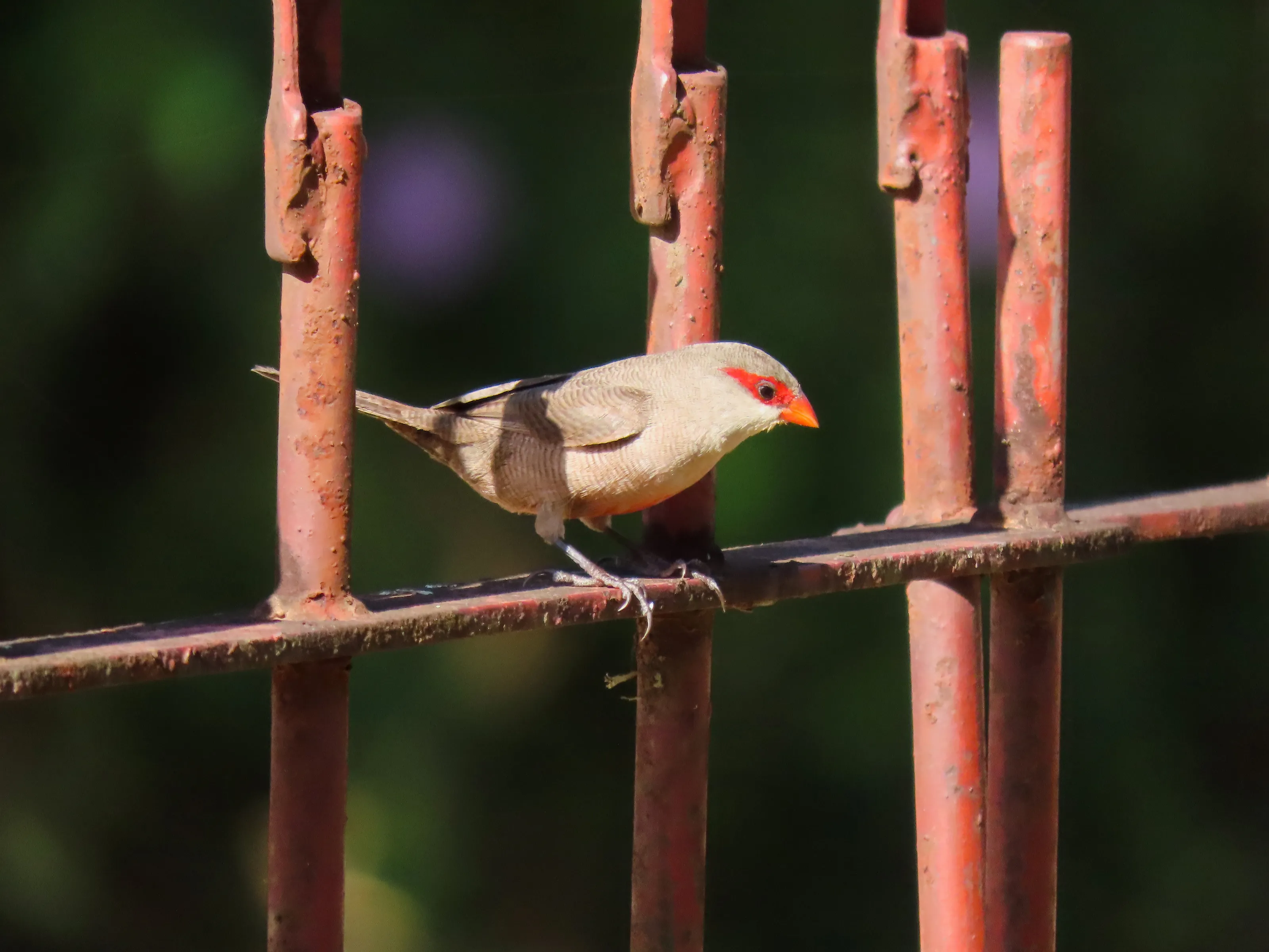 Bico-de-lacre/Common Waxbill
