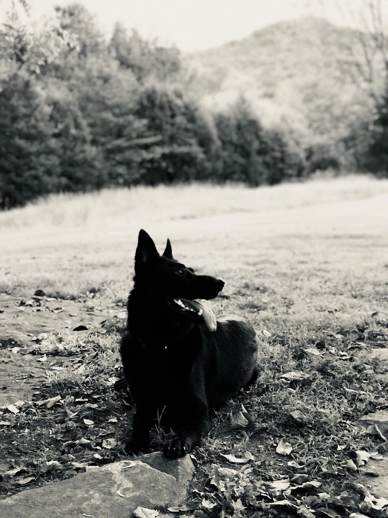 Monochrome