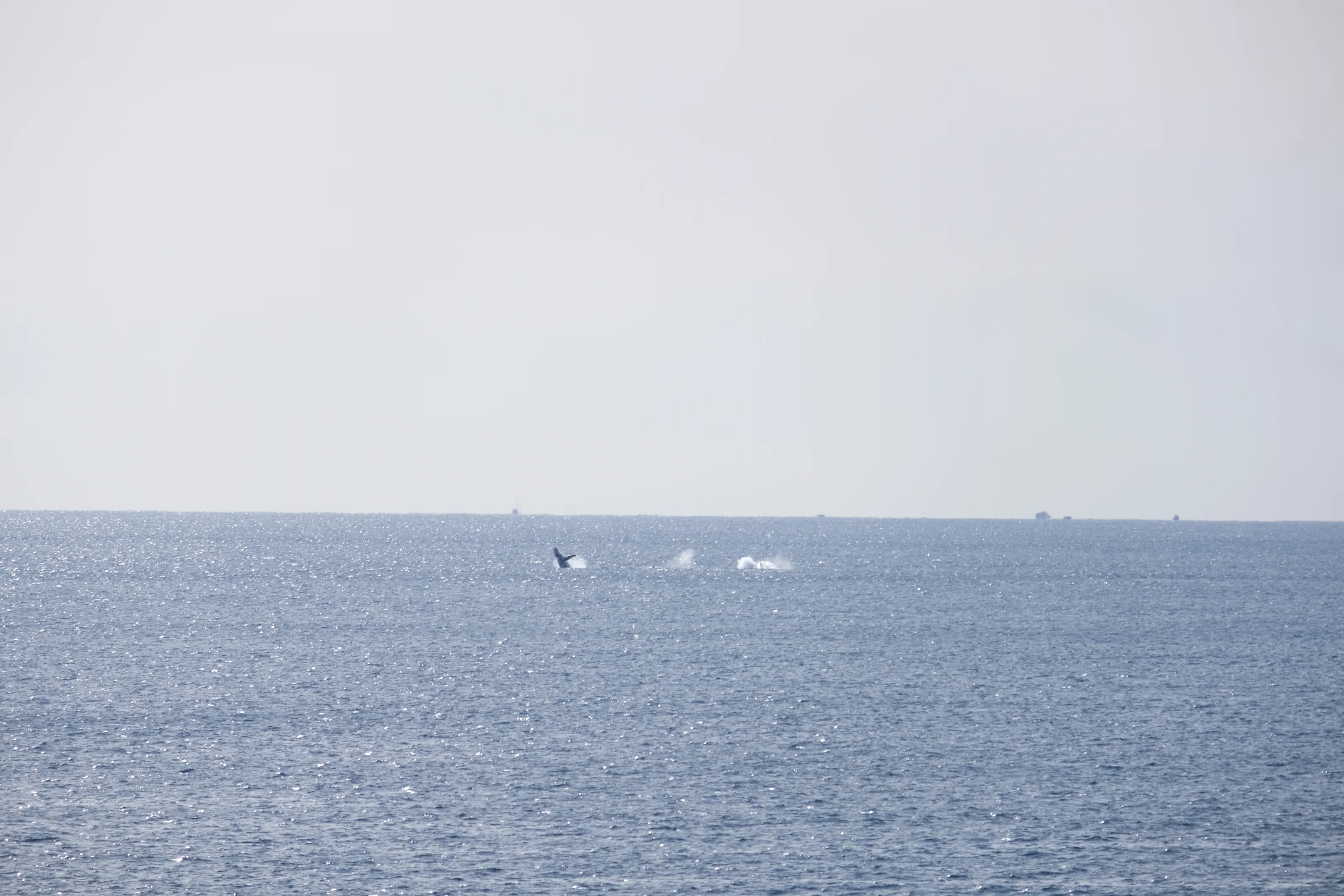 Jumping Whale