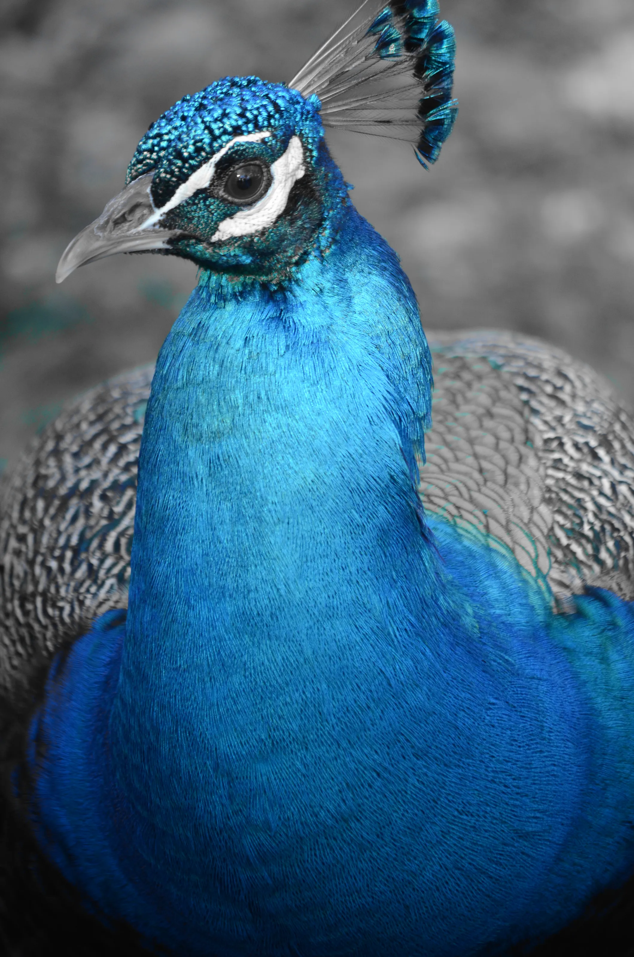 Regal Presence