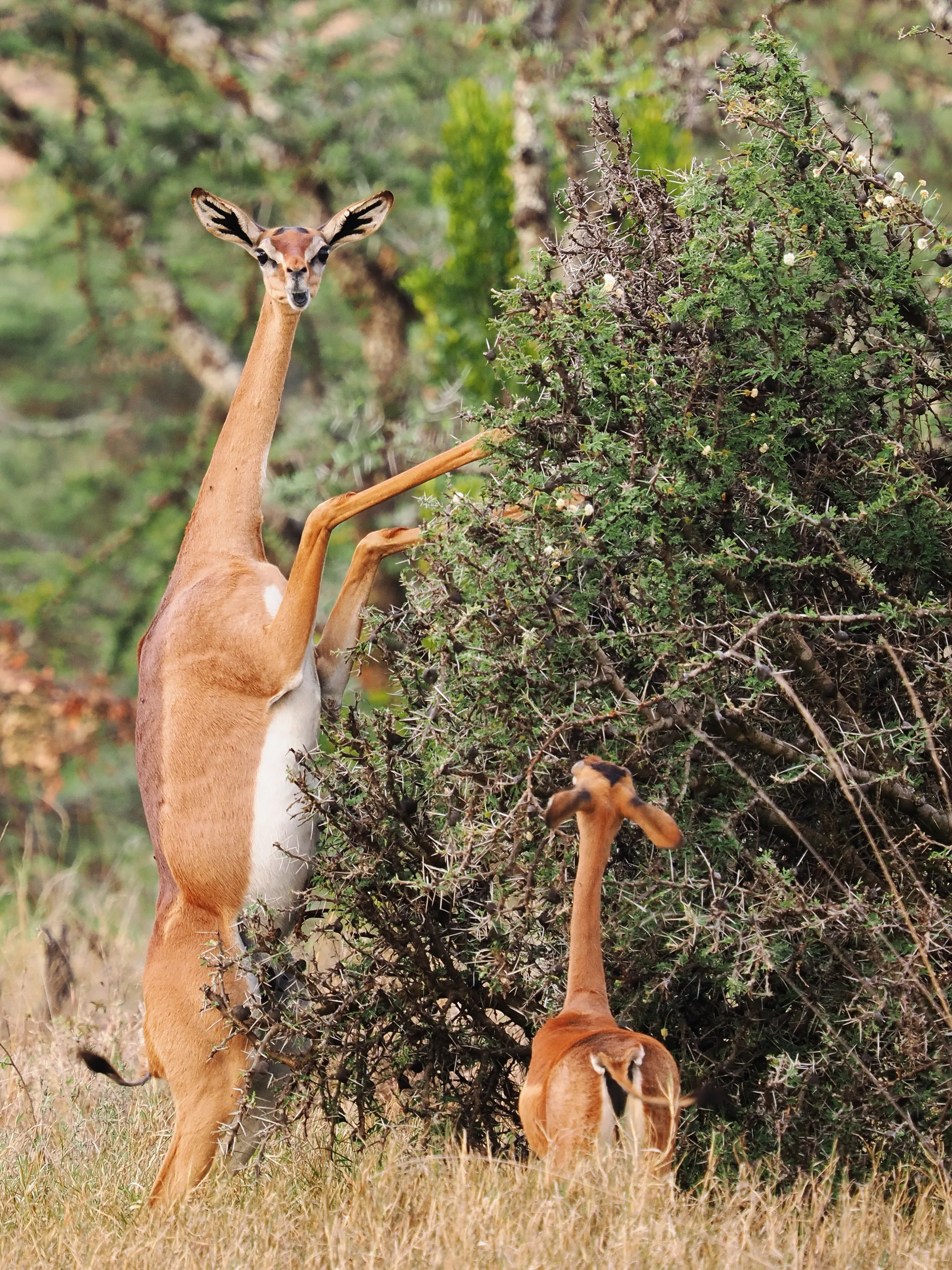 Generuk in Kenya