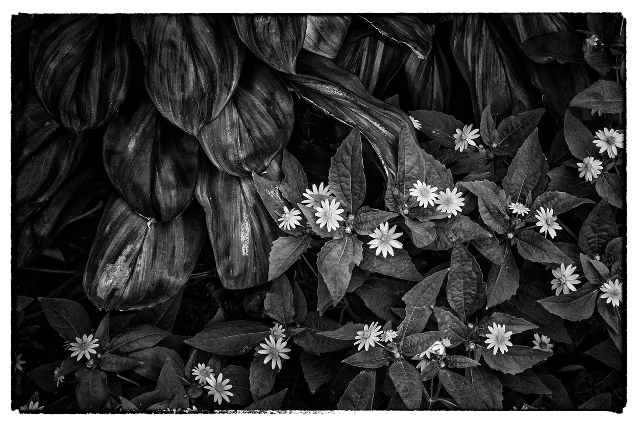 Entry 2218558