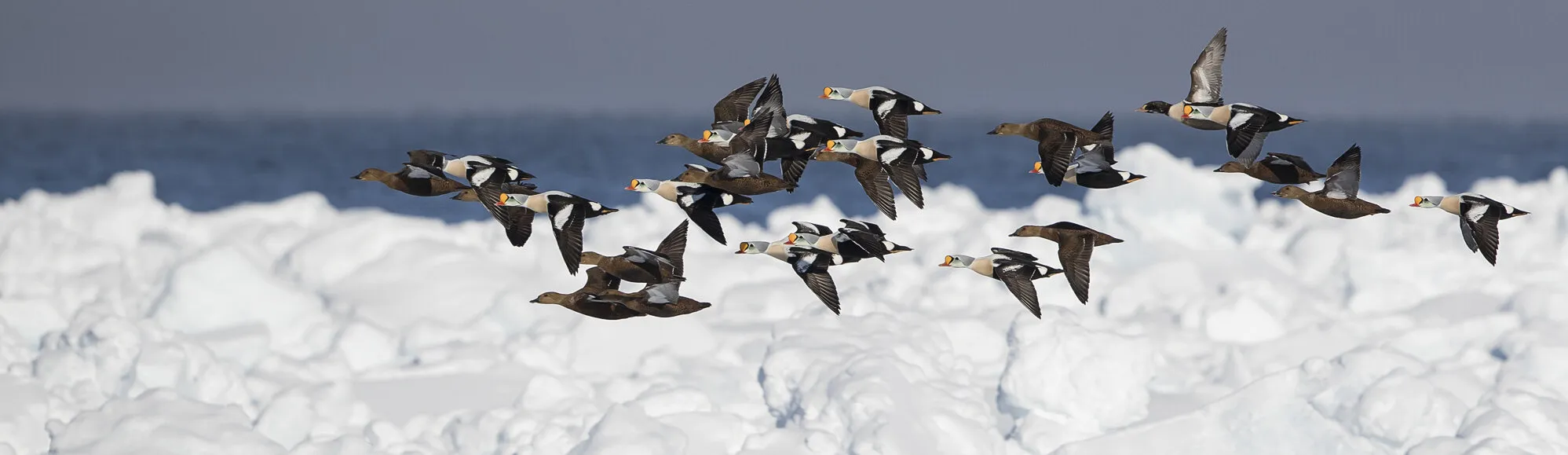 King eiders in the Arctic