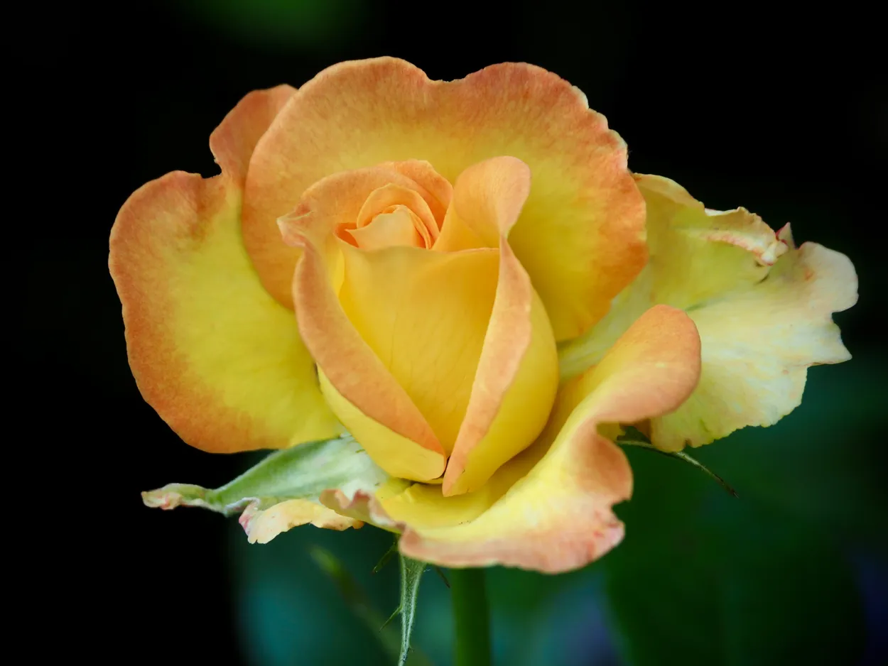 Entry 24857098