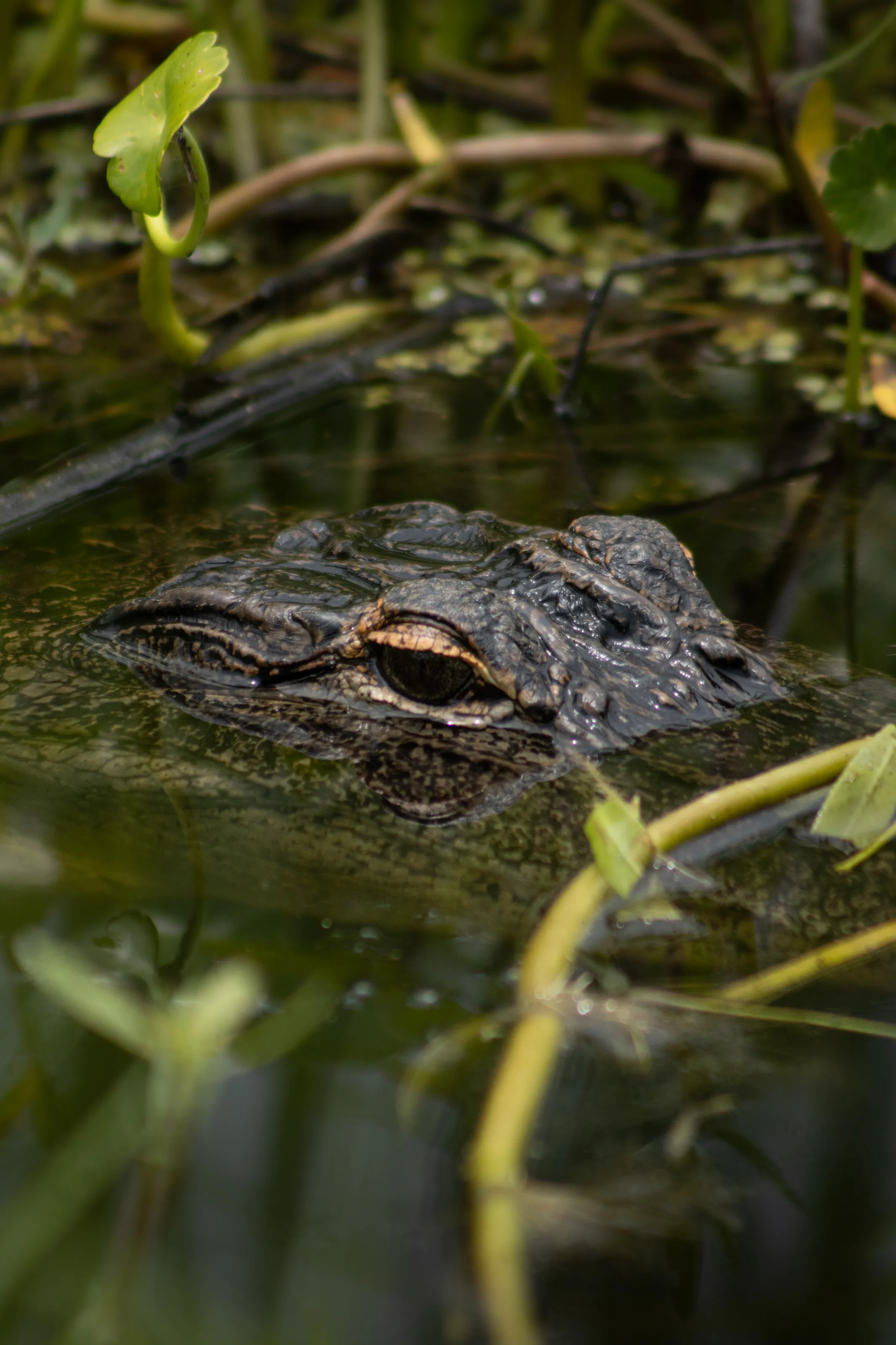 The hidden gator