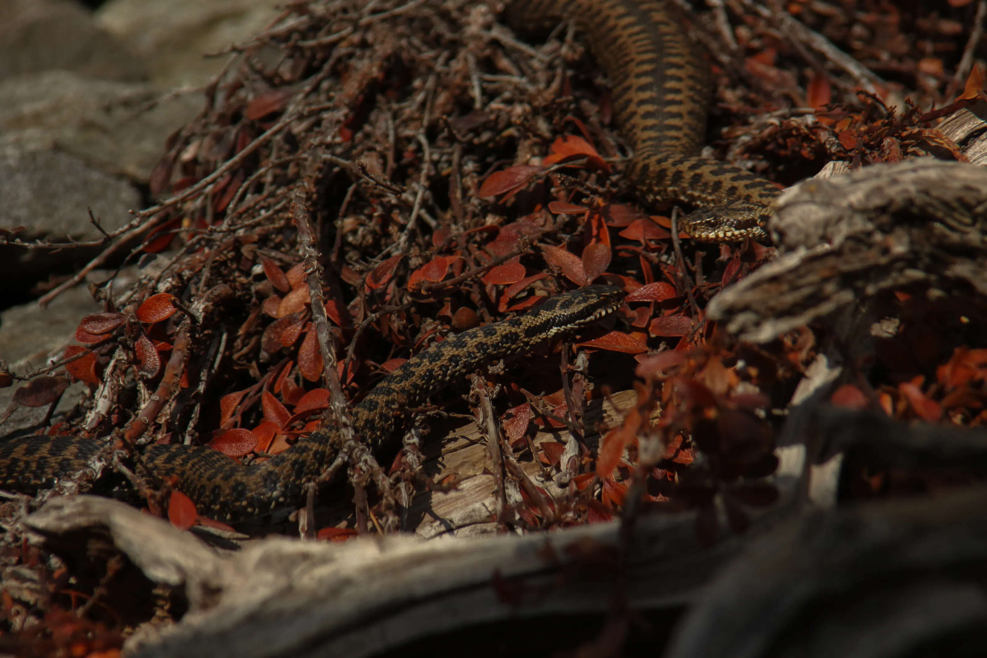 European Viper Staring Contest