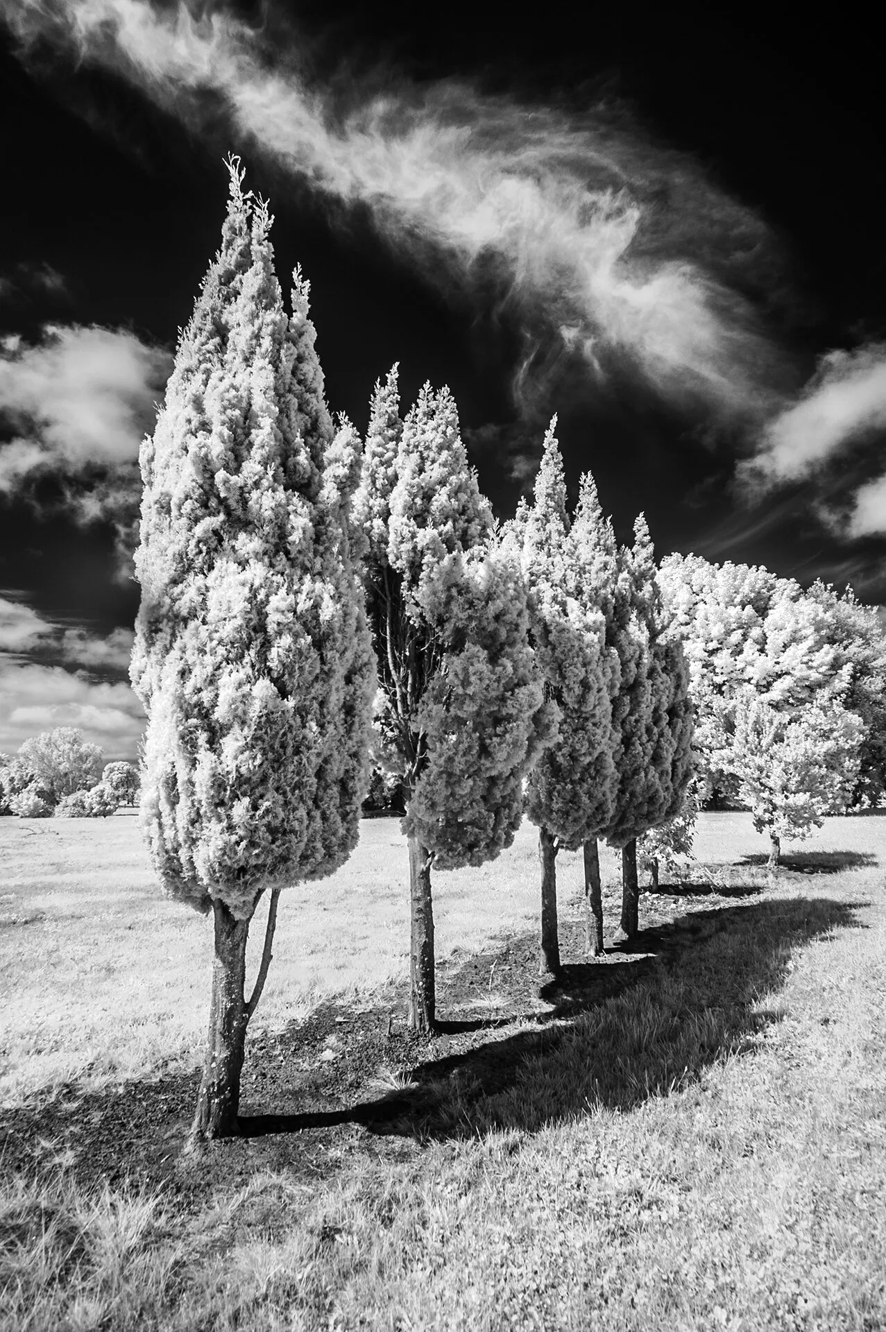Tree Line-Up