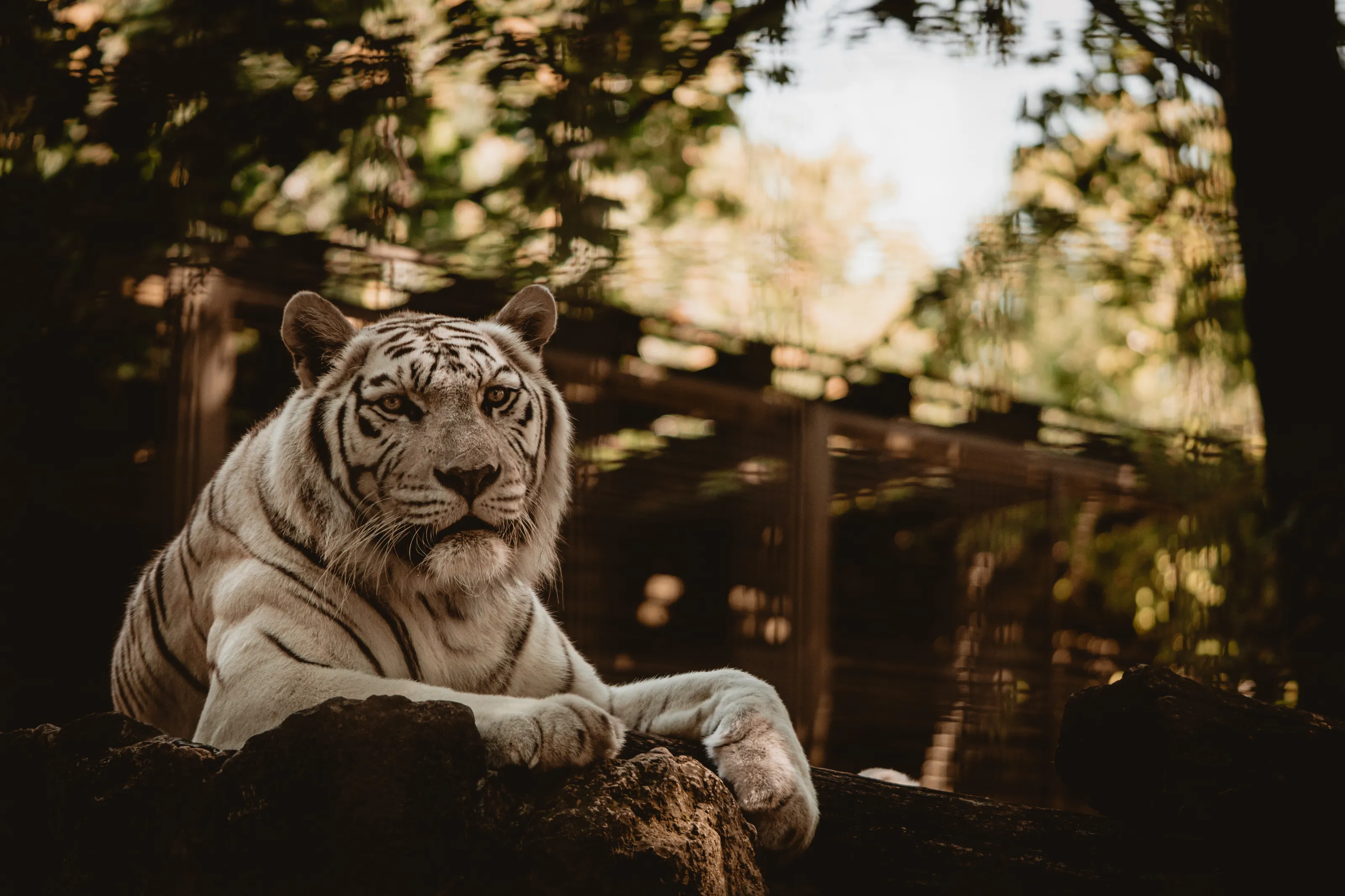 Portrait of a Bengal