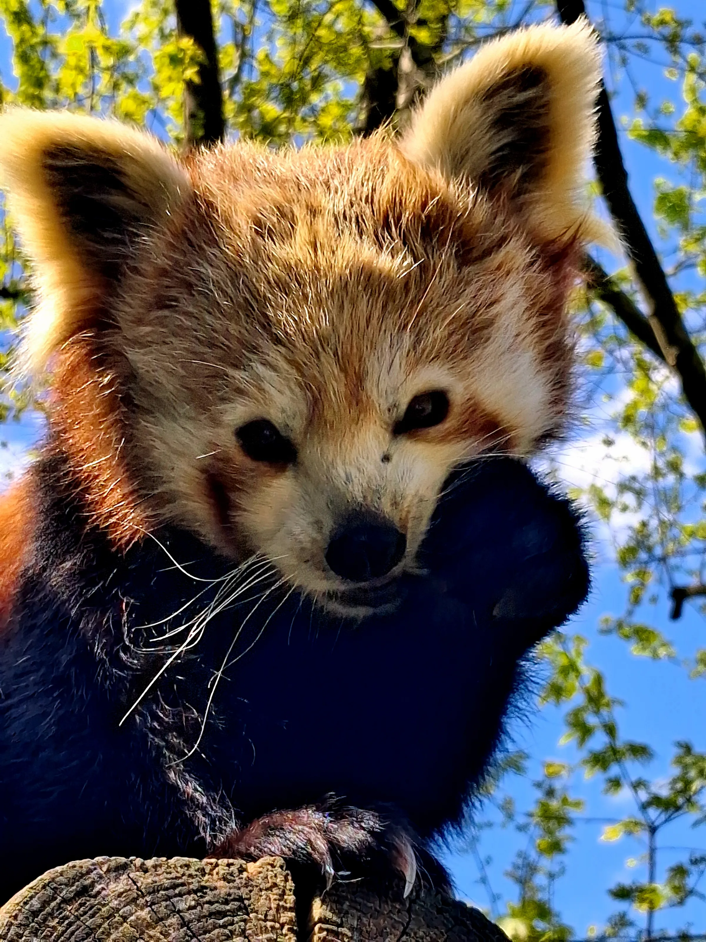Red Panda