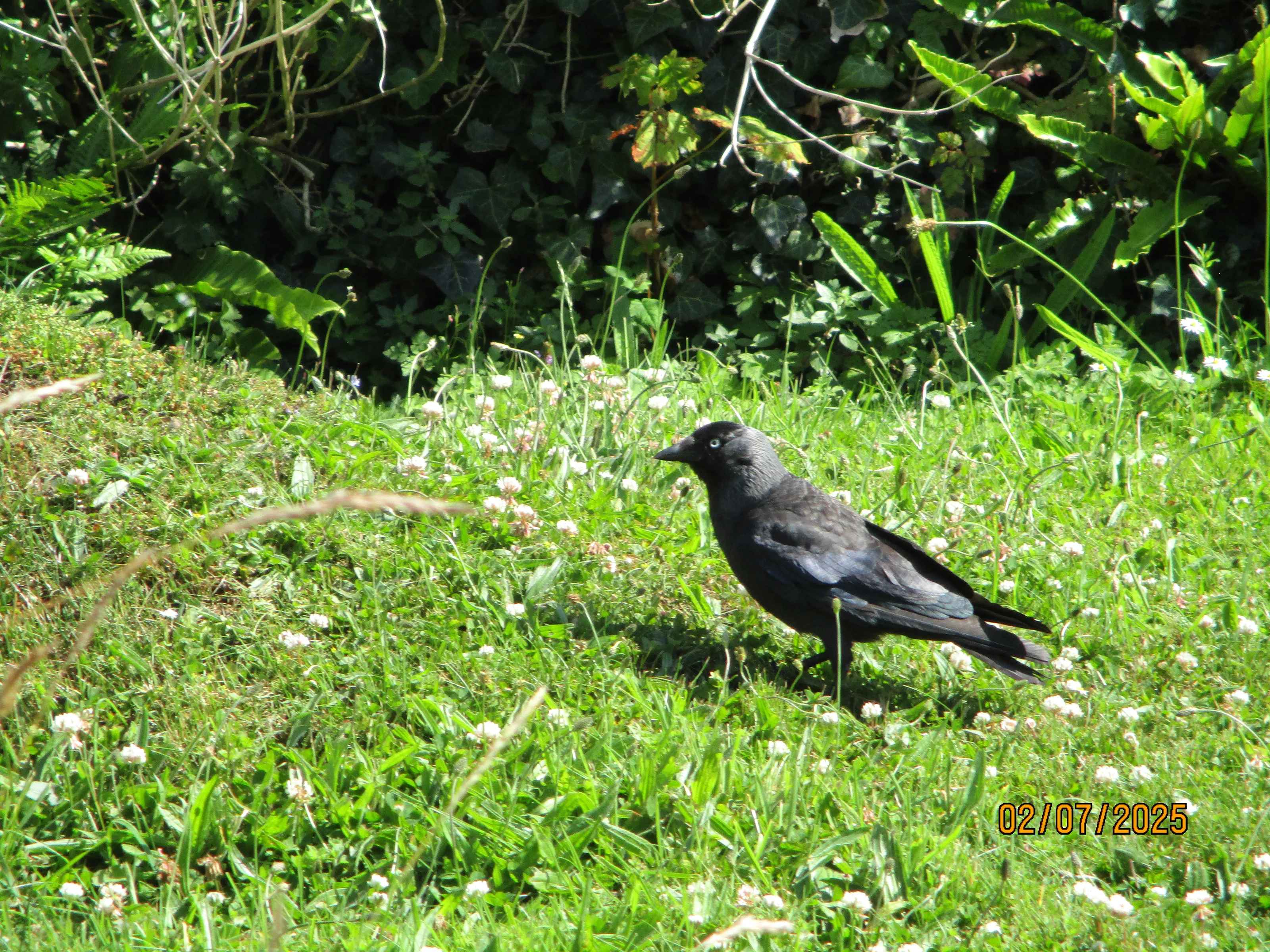 Jackdaw