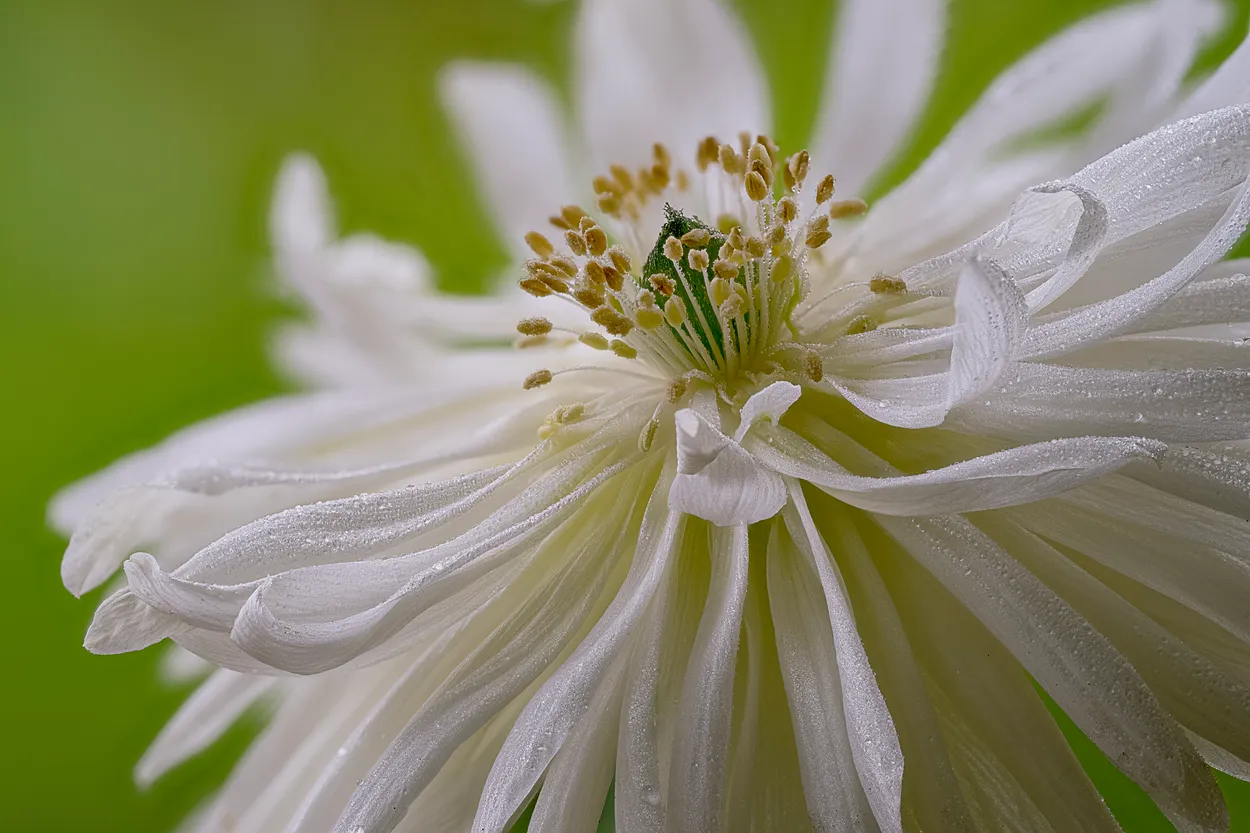 Entry 25131226
