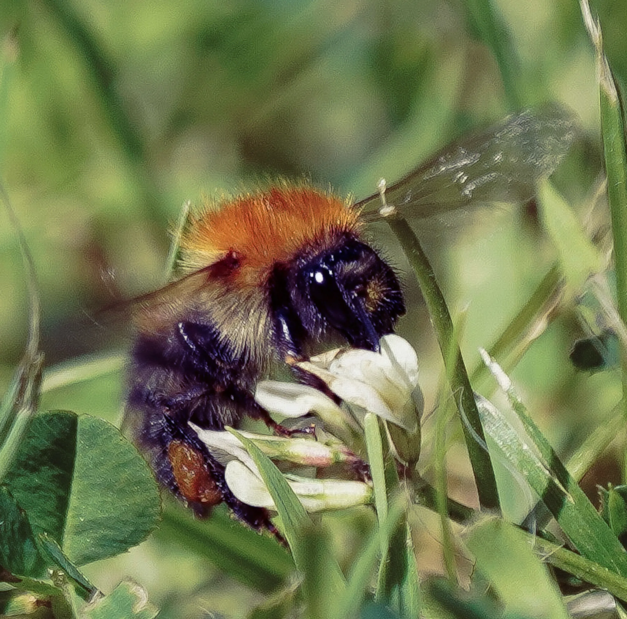 Bee heaven