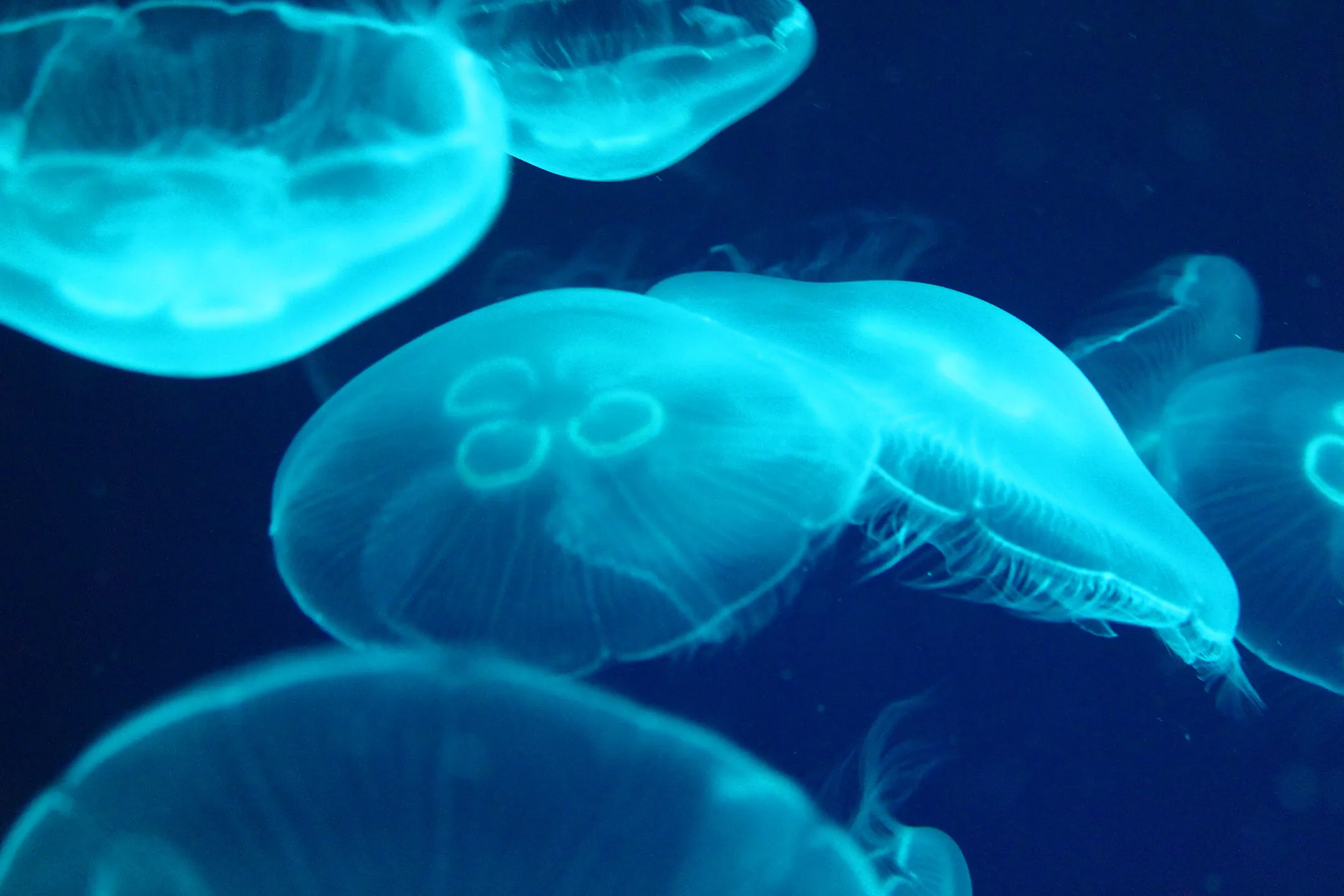 Jellyfish
