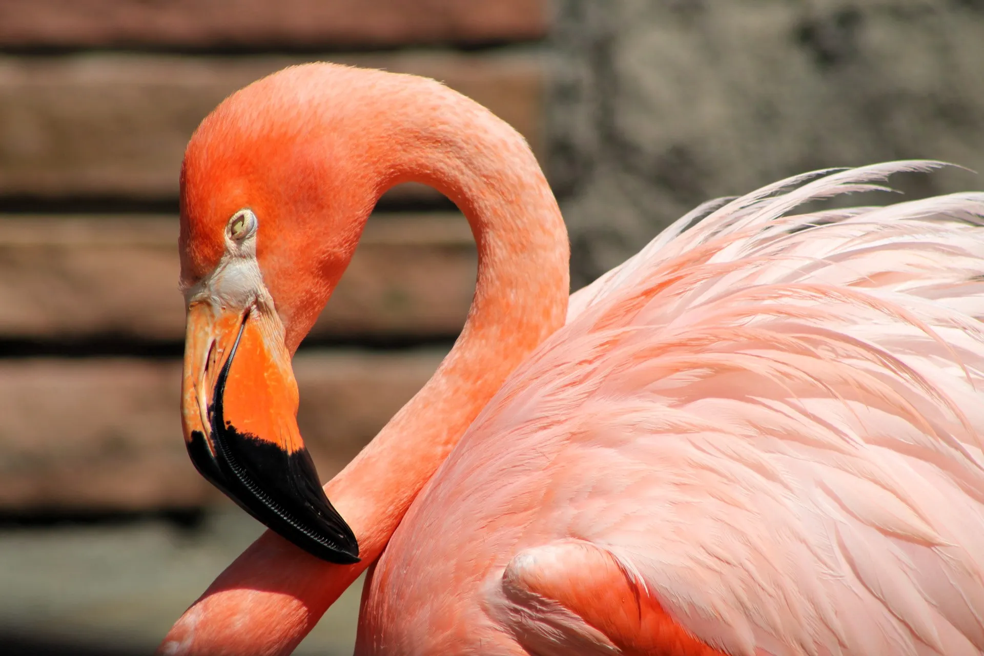 Lush Flamingo