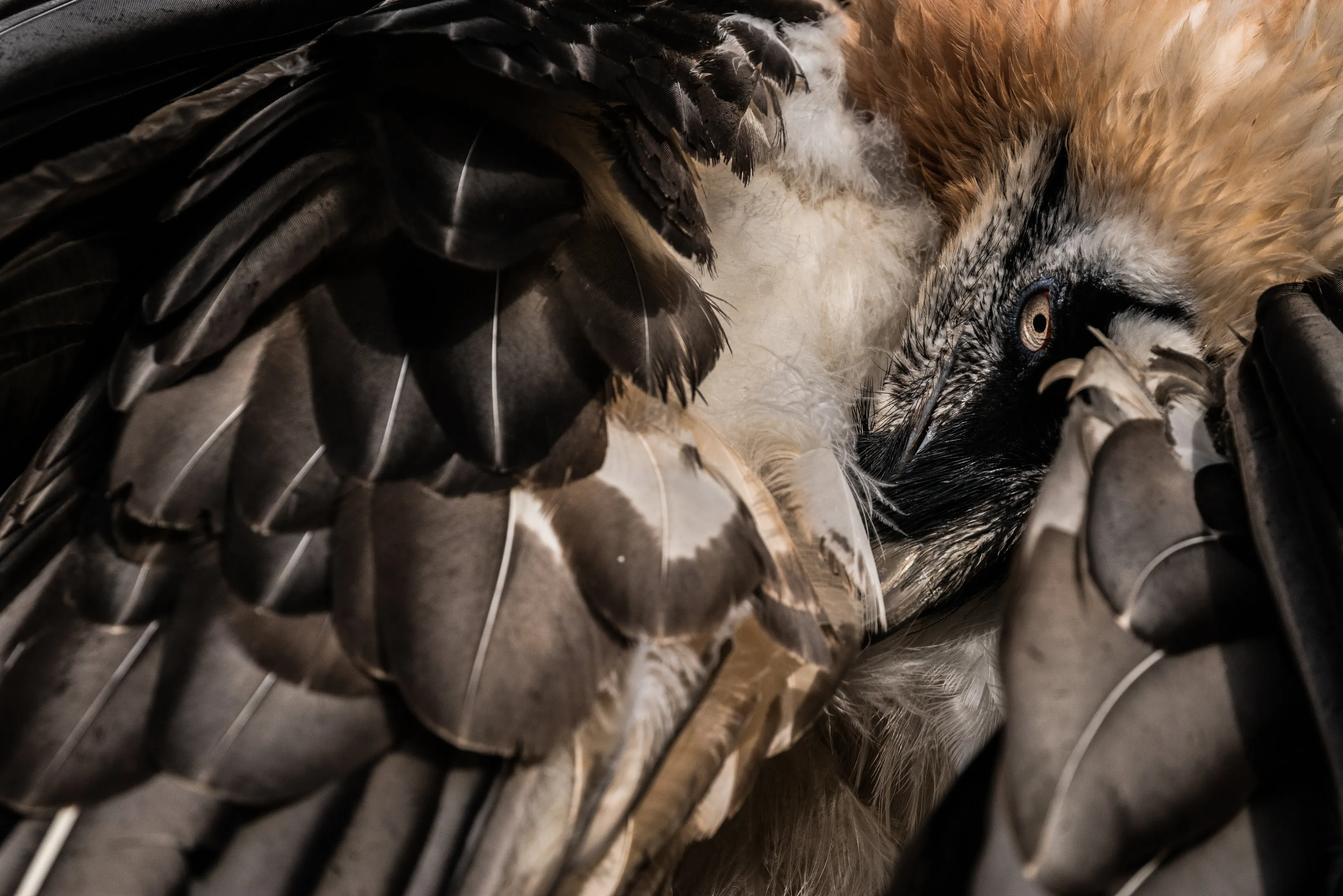 Preen