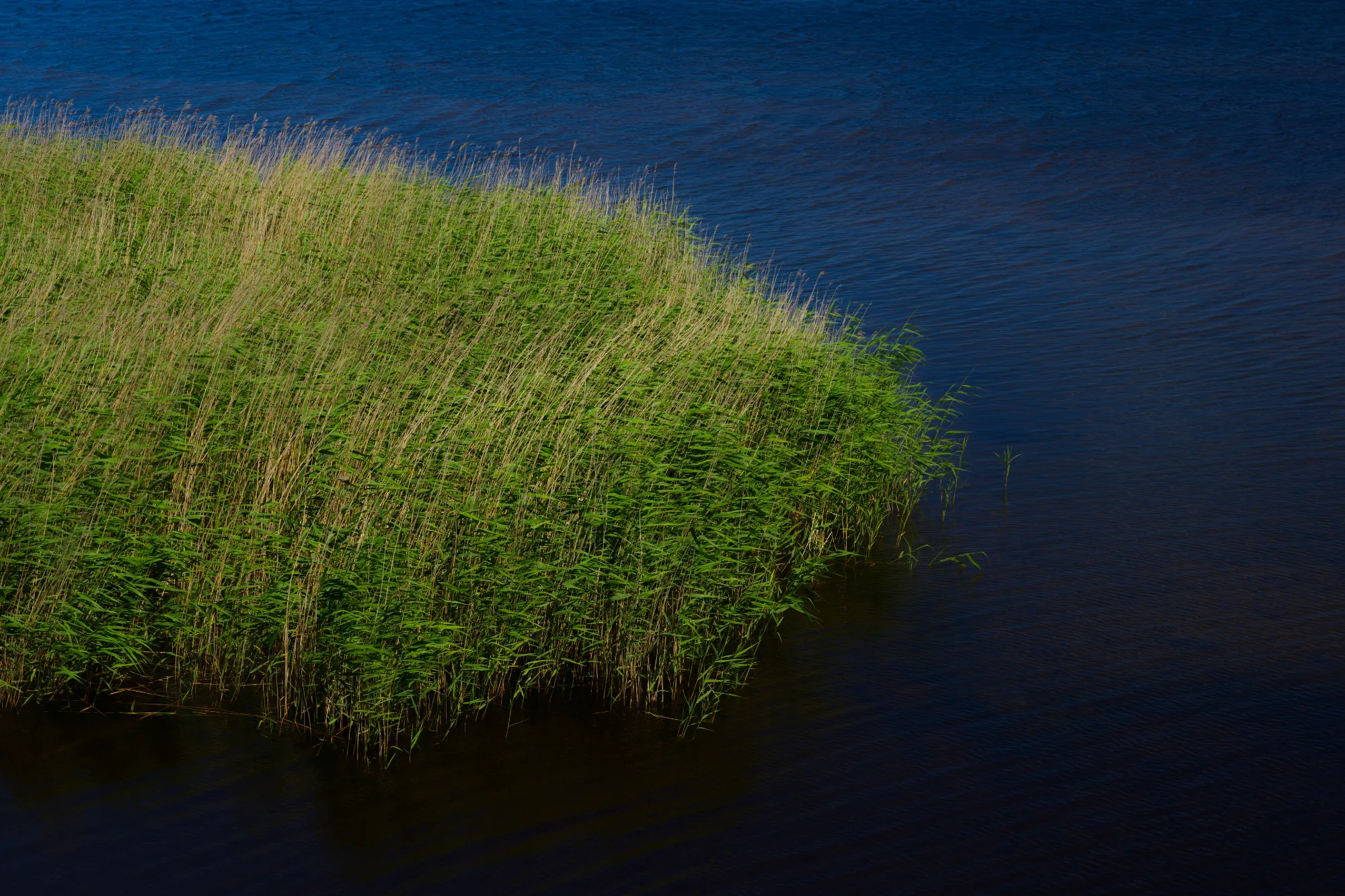 Reeds on a Lake