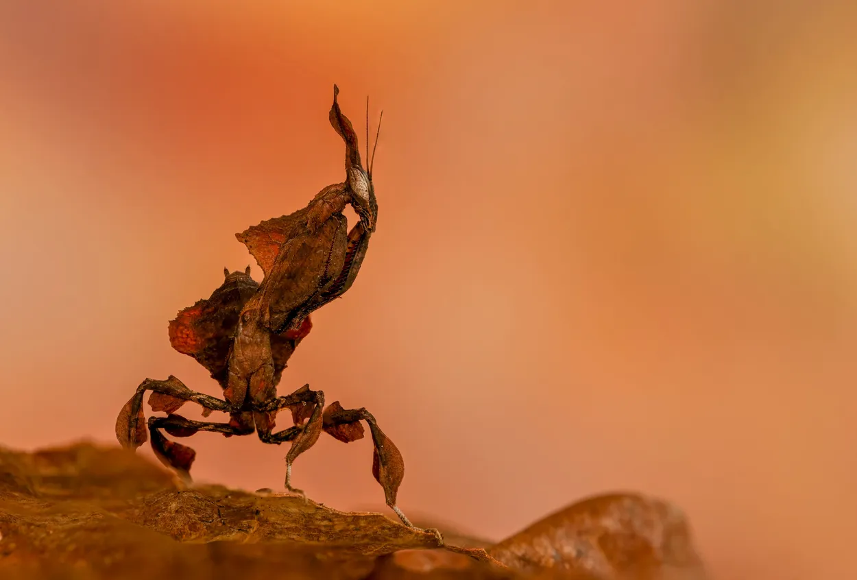 Ghost Mantis