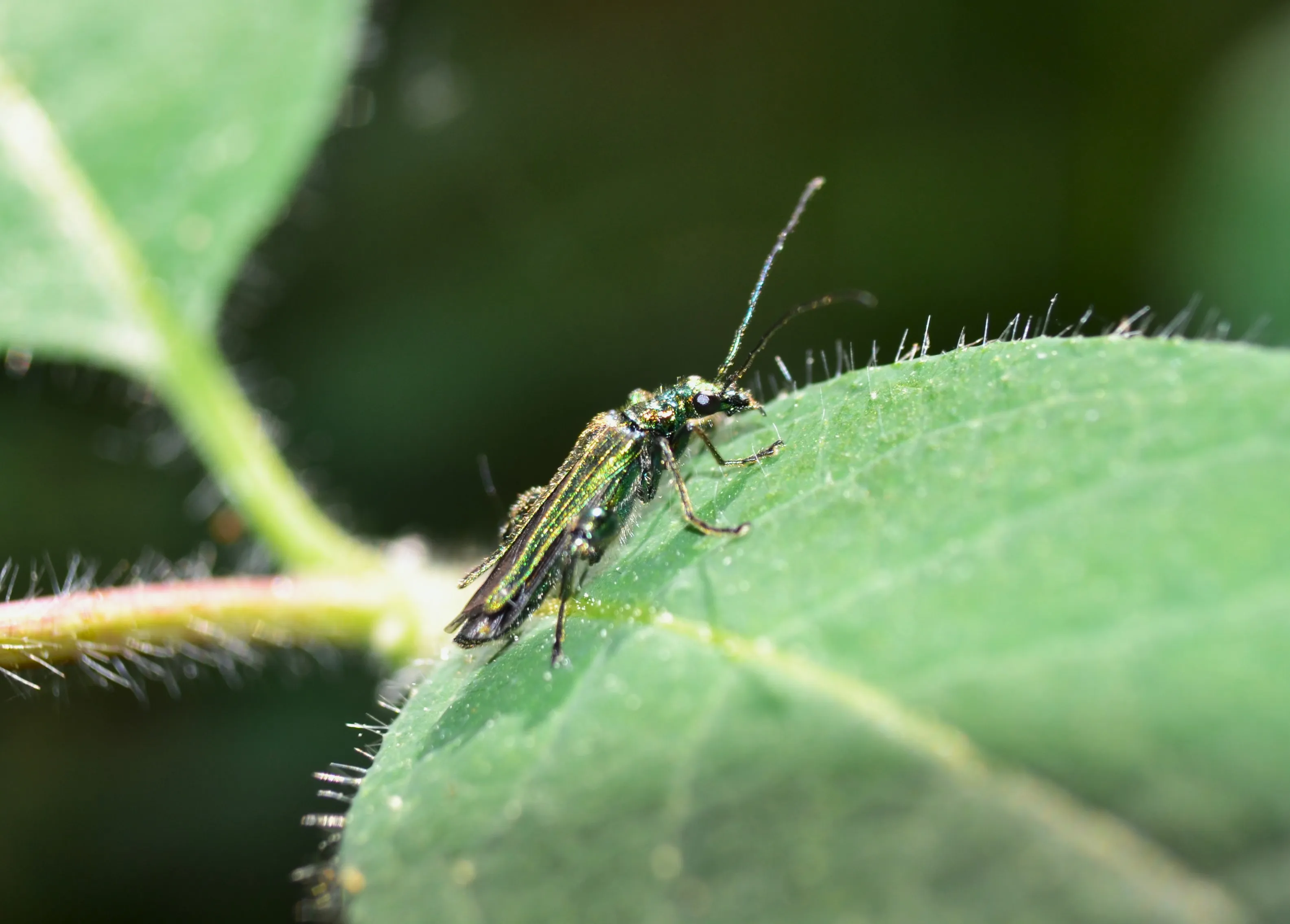 Green bug shining in the light