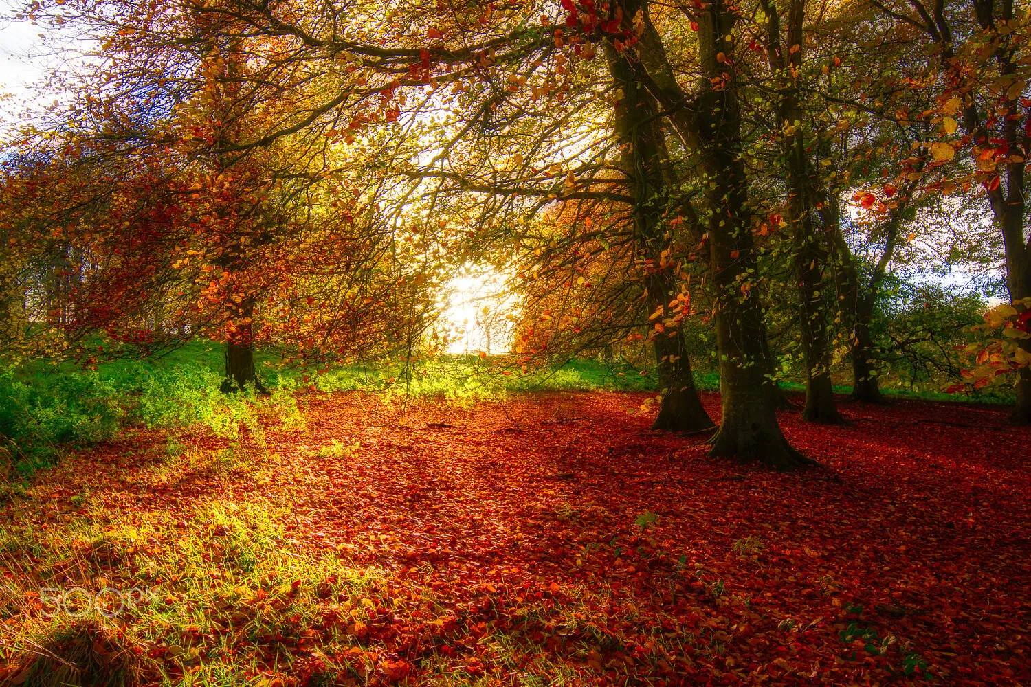 Golden Autumn at Hinton Hampner