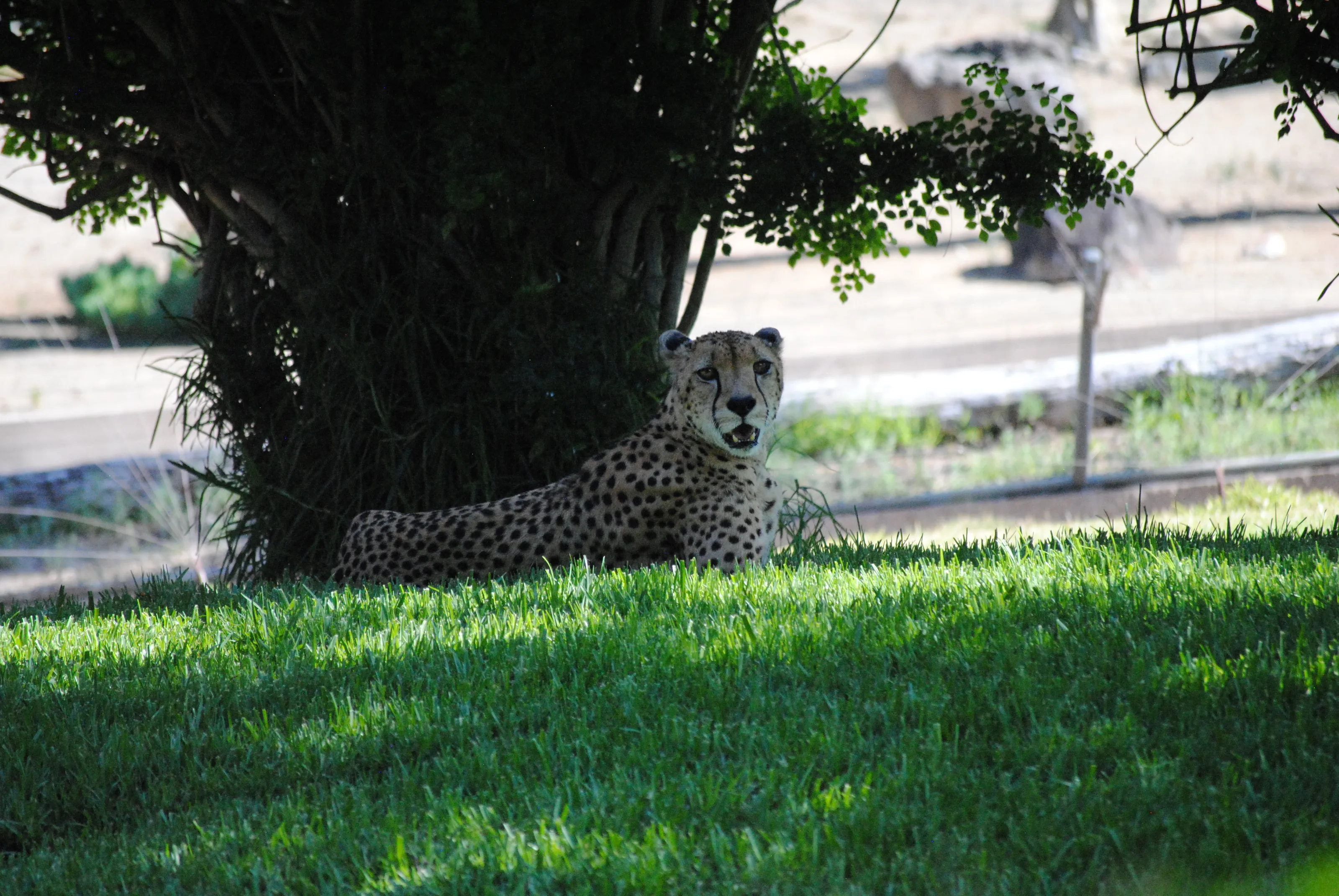 Cheetah