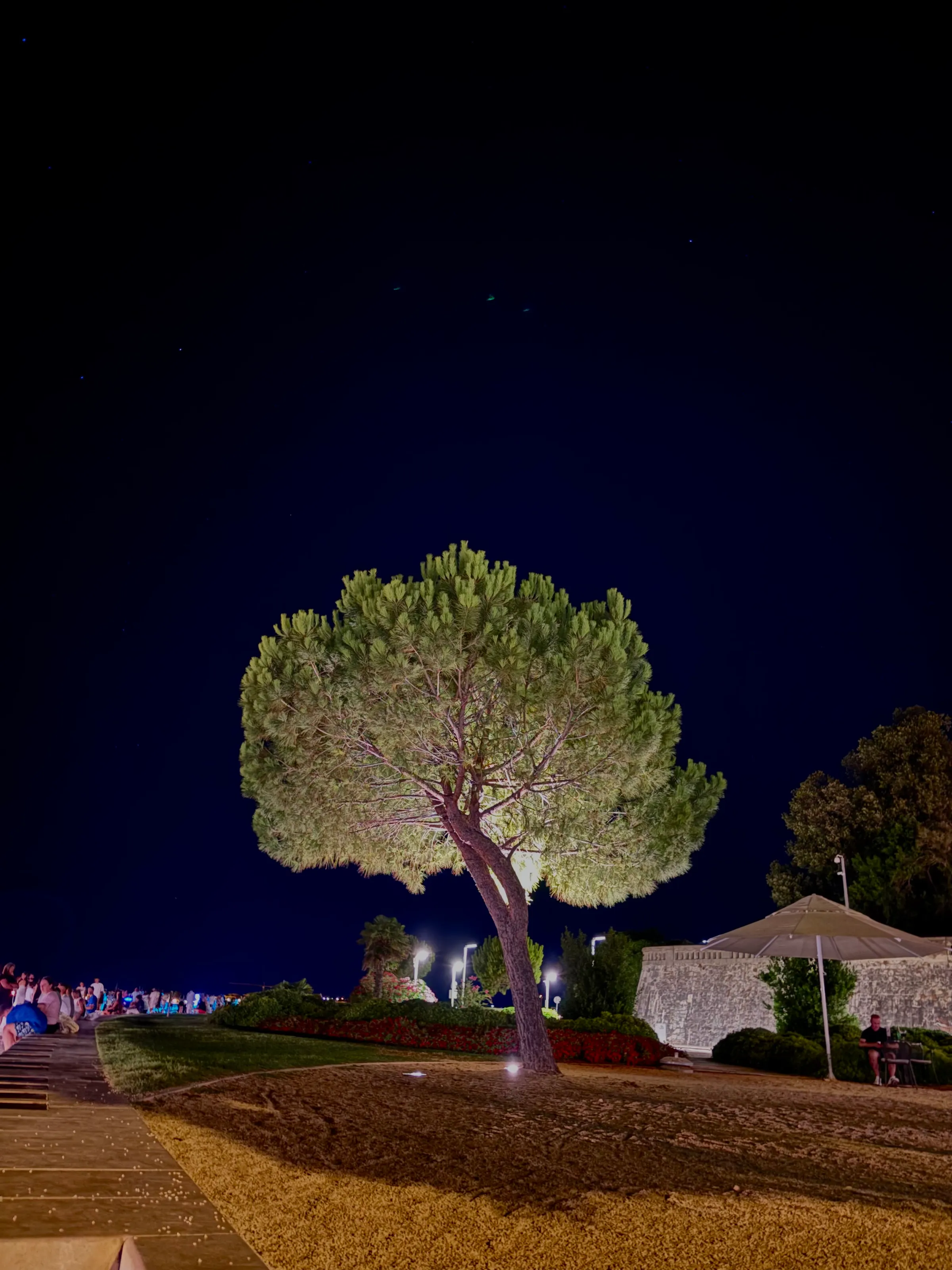 A lonely tree