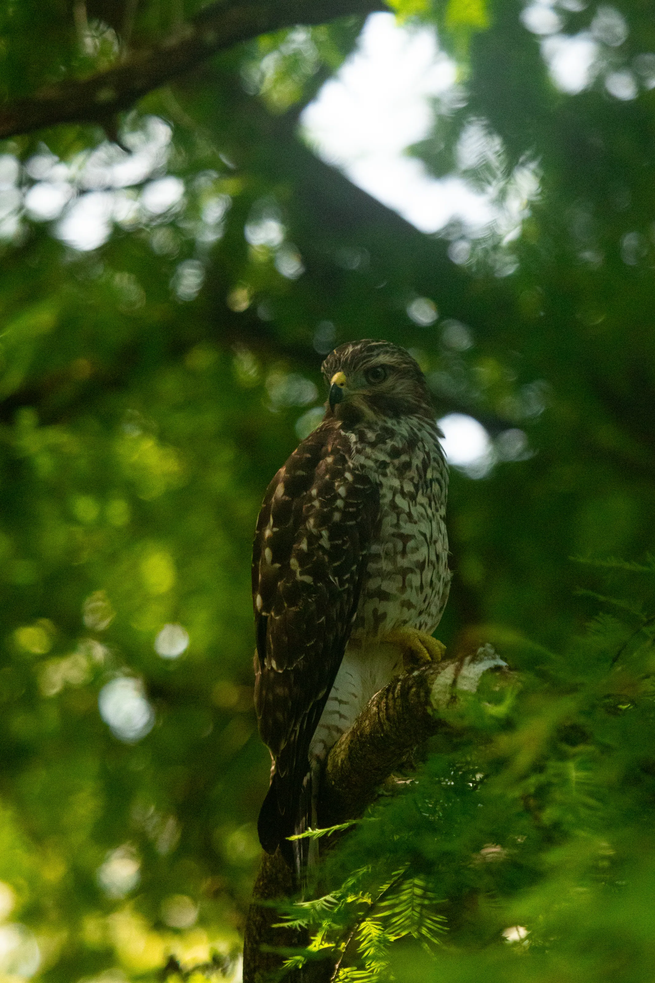 Eye of the Canopy