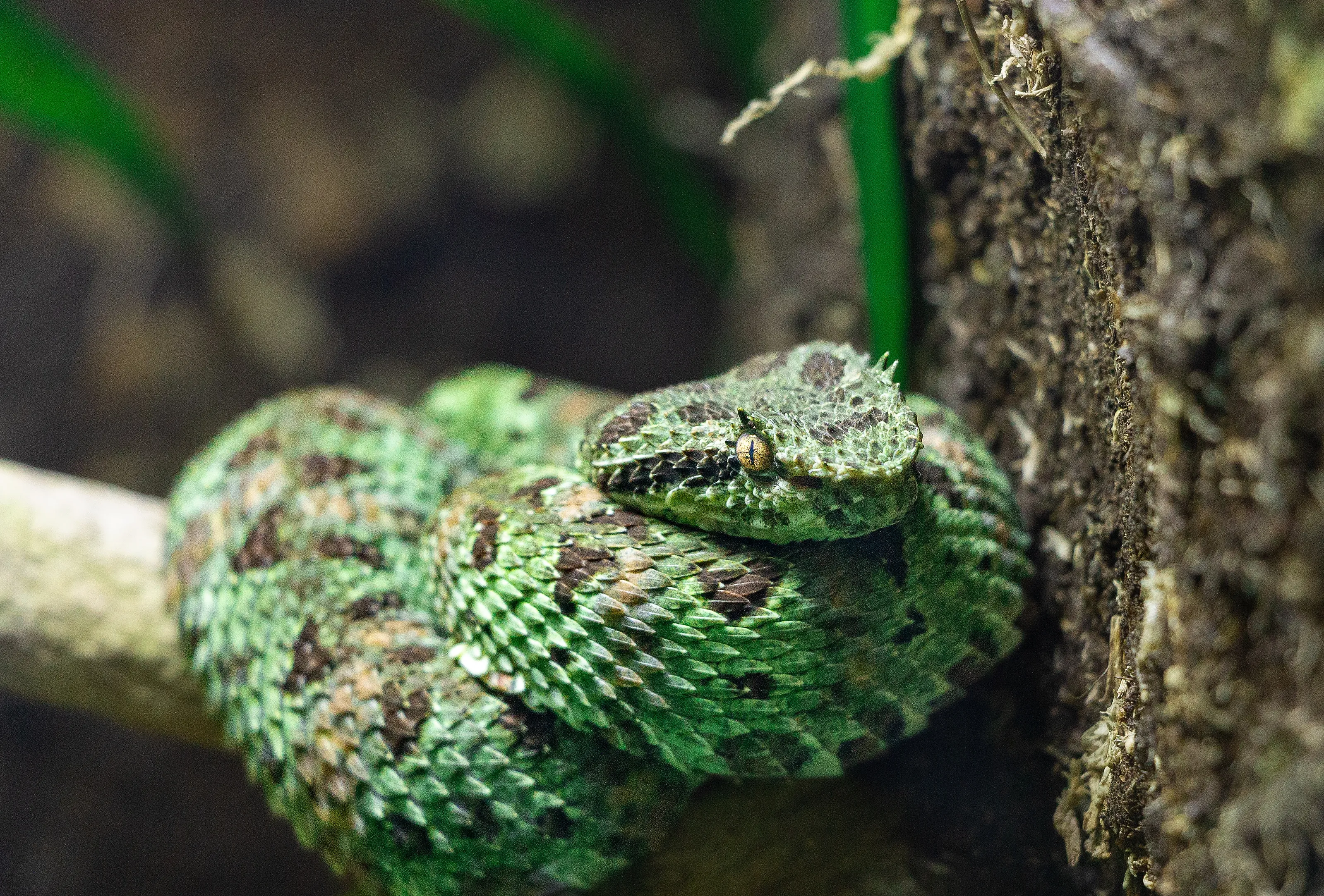 Green Viper
