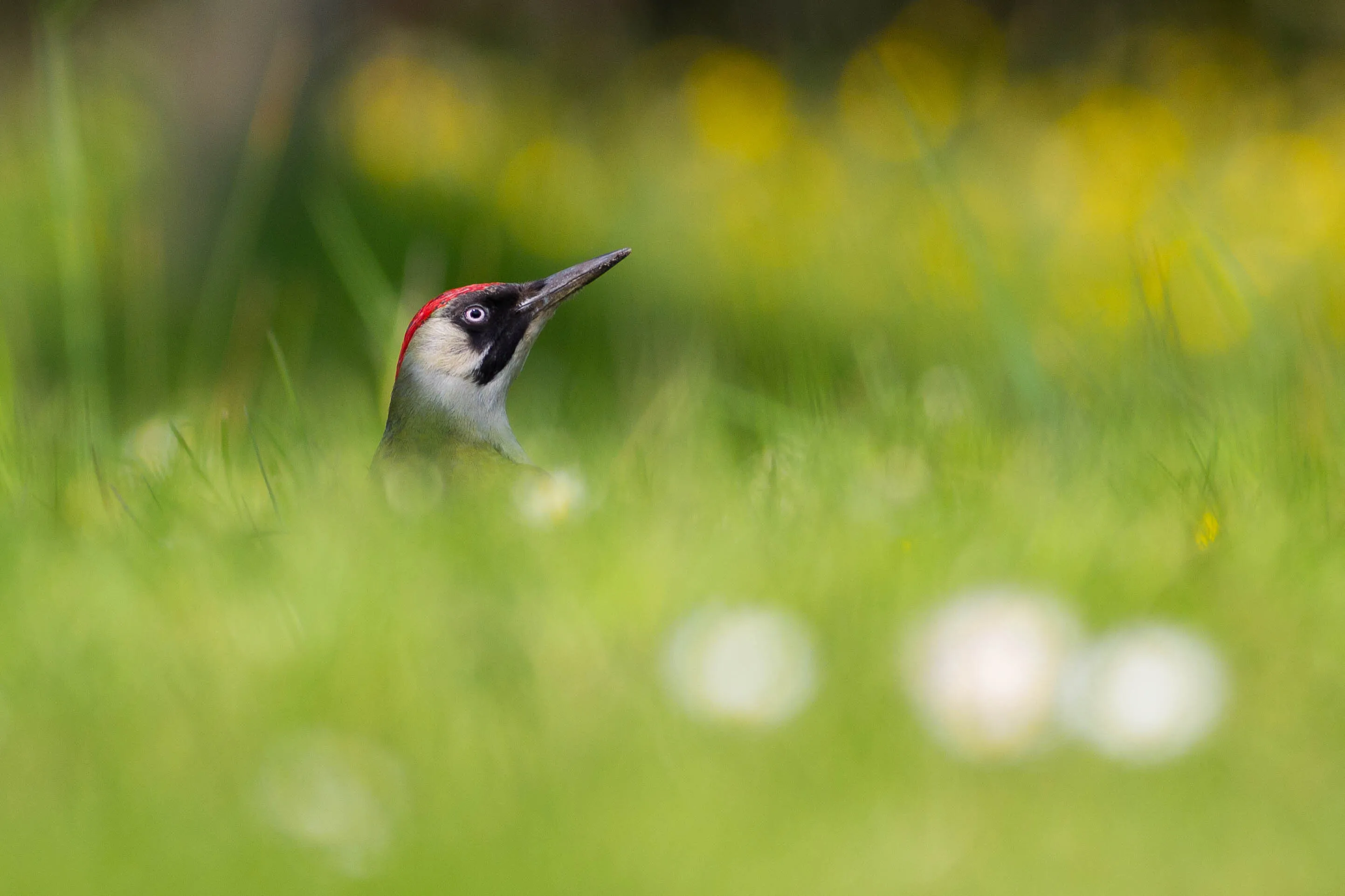 Green Blur, Green Woodpecker