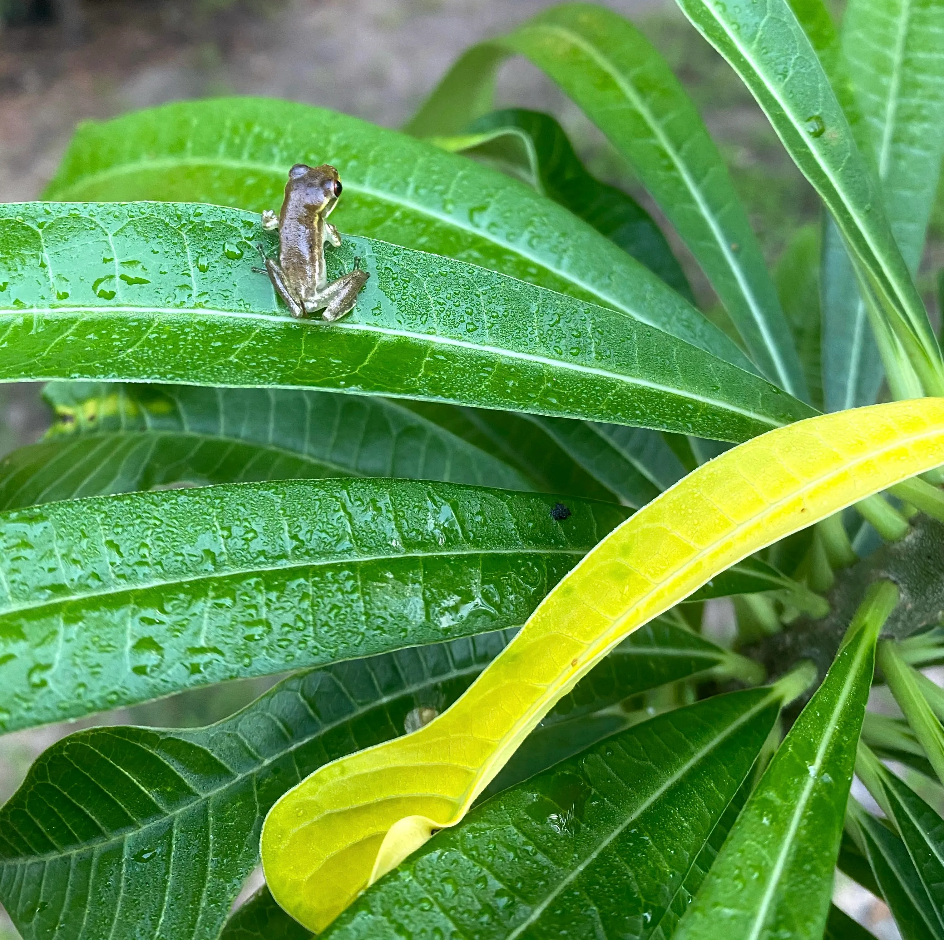 Fresh Rain Frog