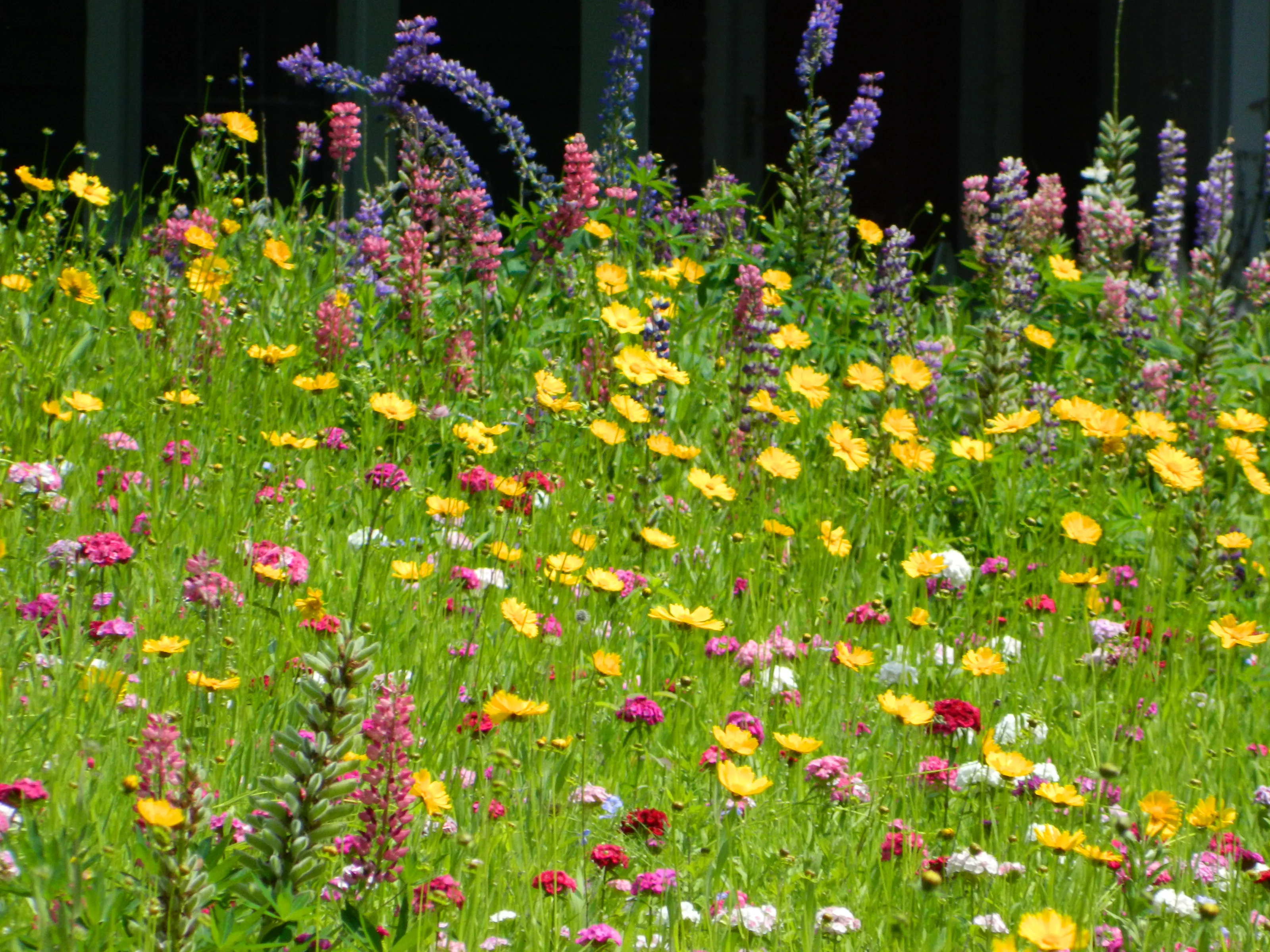 Wildflowers in a yard