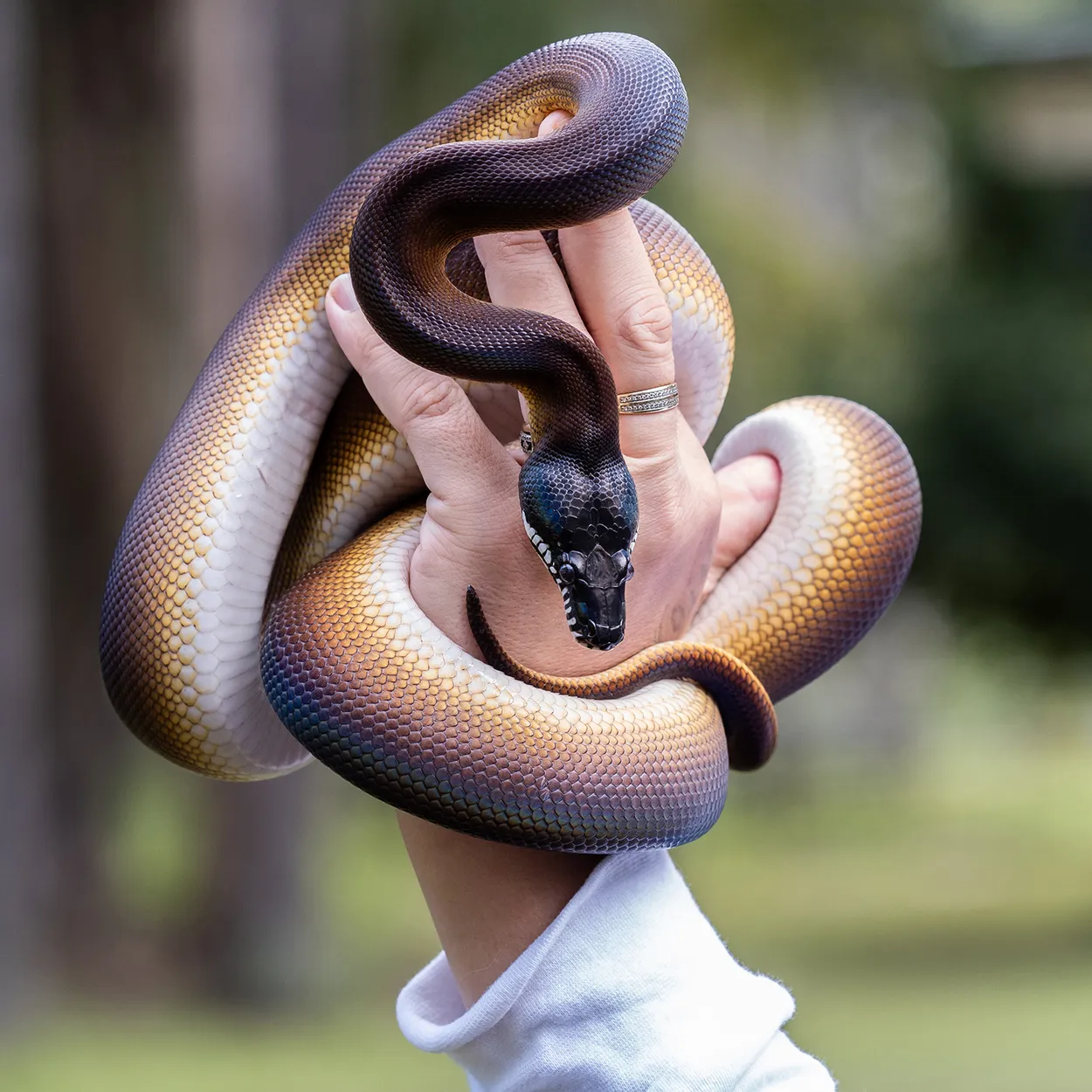 Entry 24879859