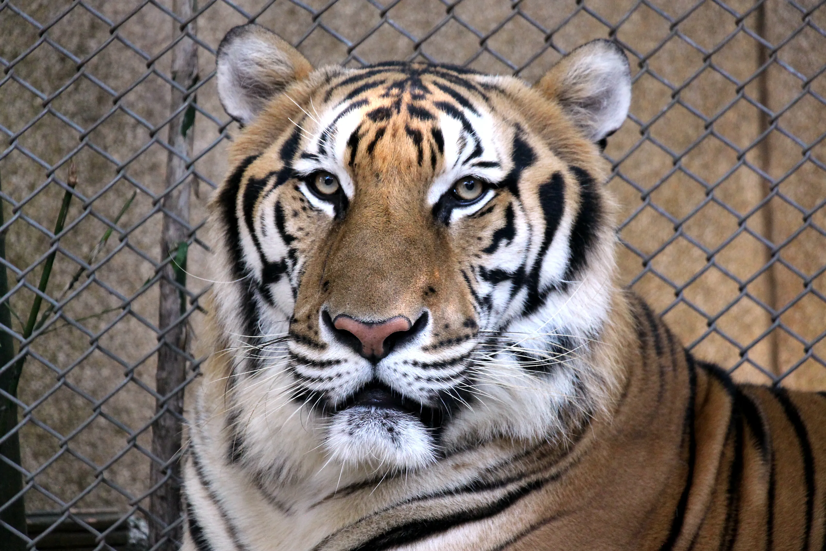 Portrait of a Tiger