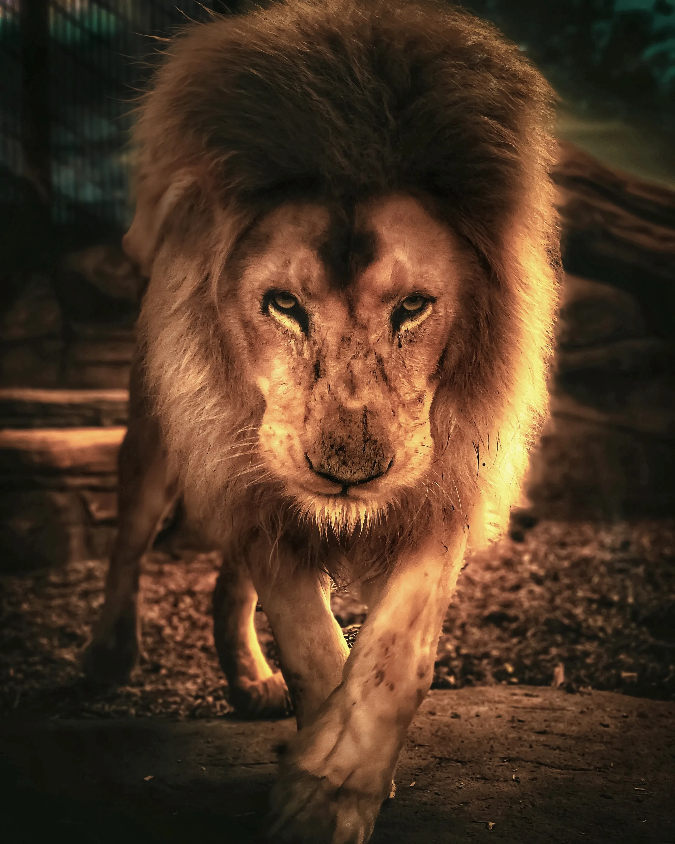 King of the Jungle, Lion, Hertfordshire Zoo (Formerly Paradise Wildlife Park) Hertfordshire, UK