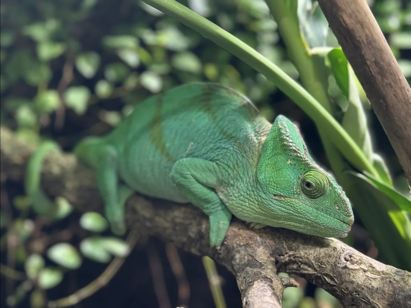 Chameleon