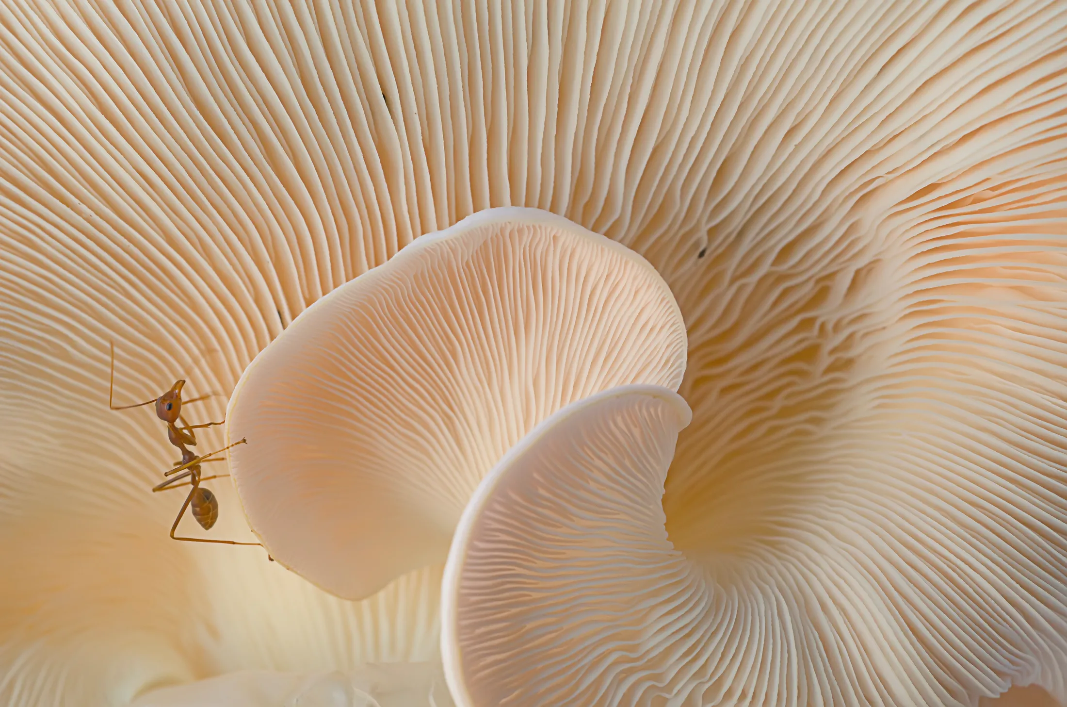 The Ant and Mushroom