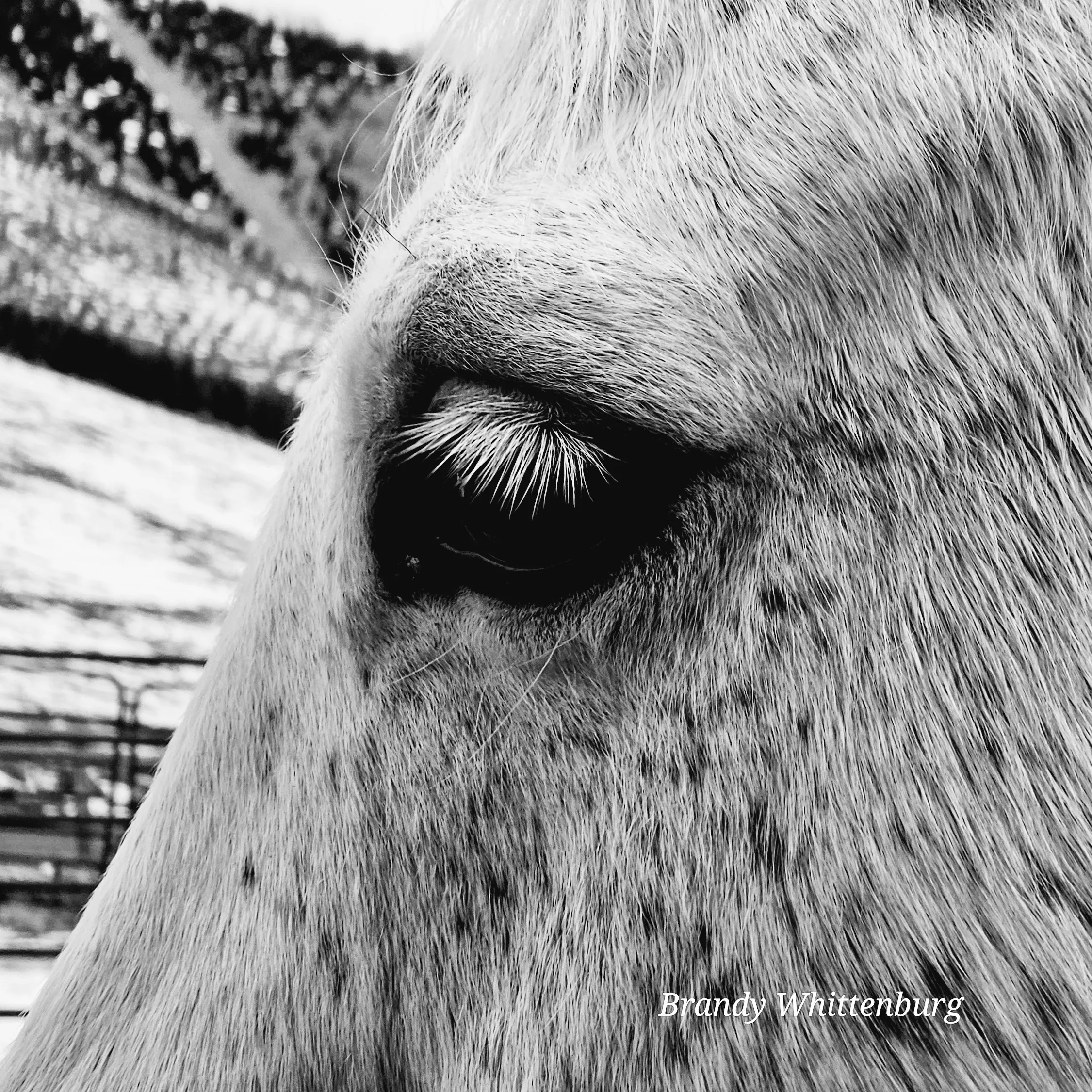 Gentle Soul