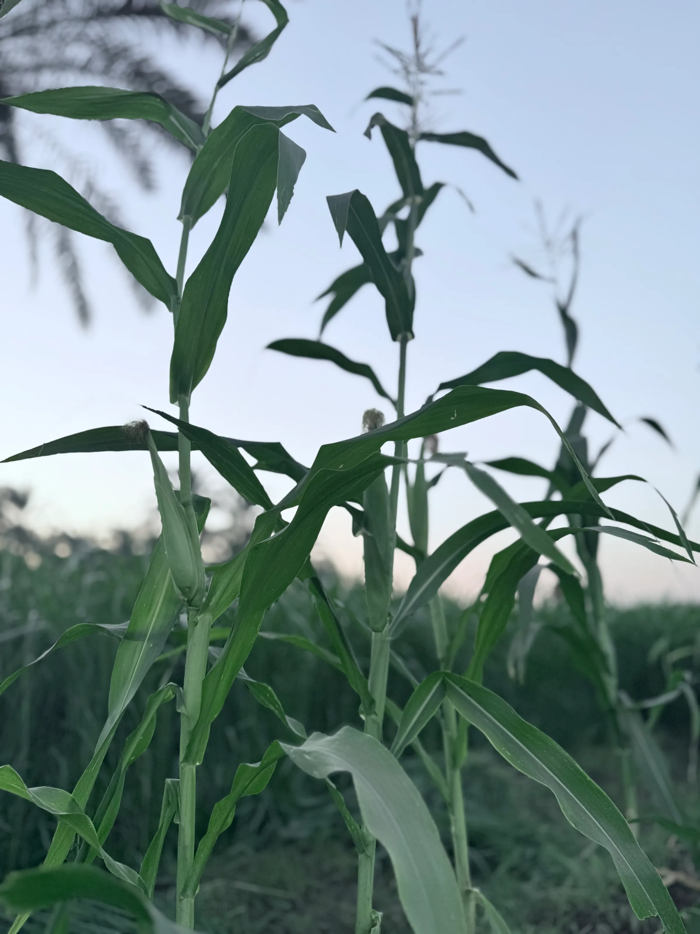 الريف المصري