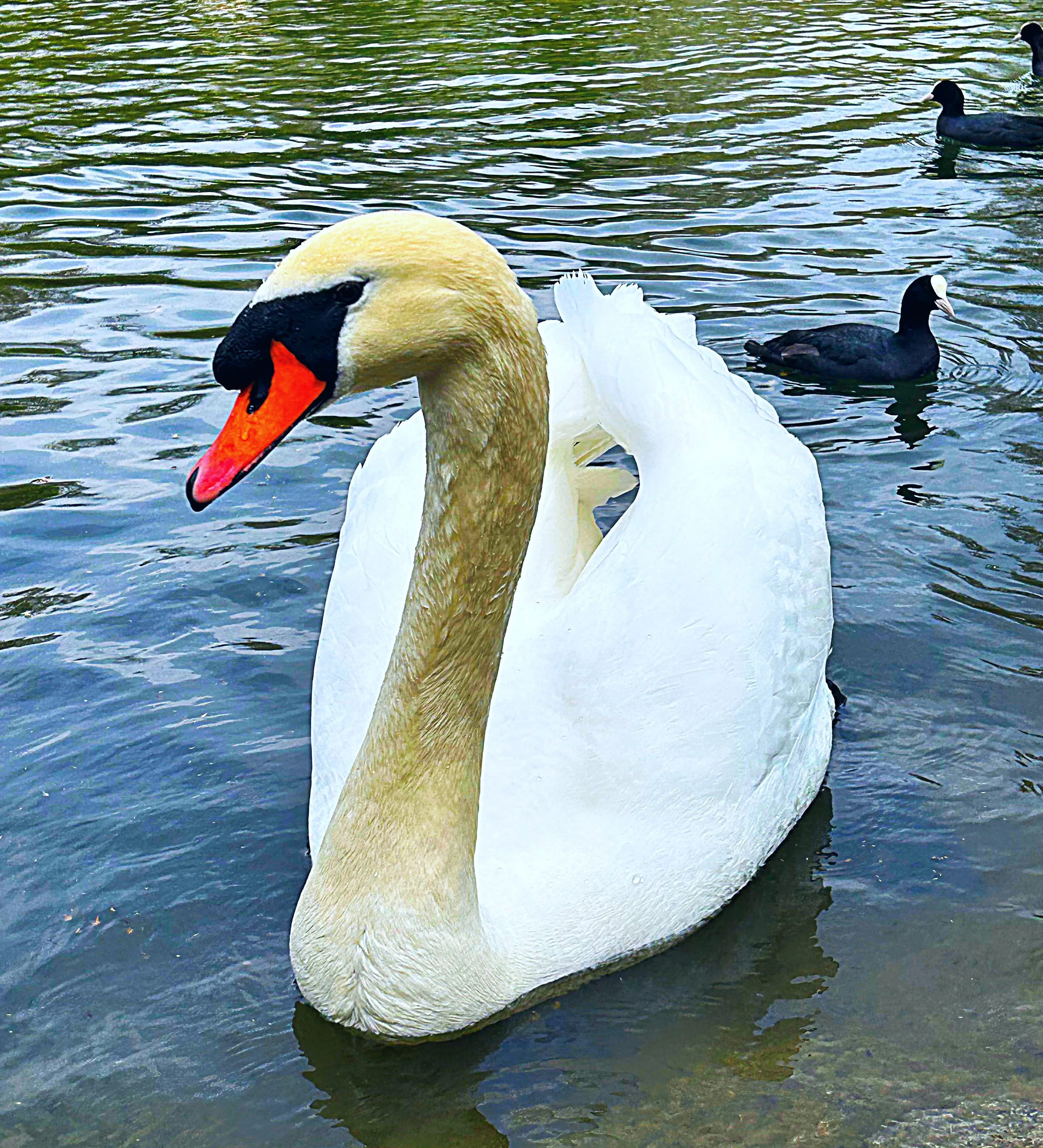 Majestic