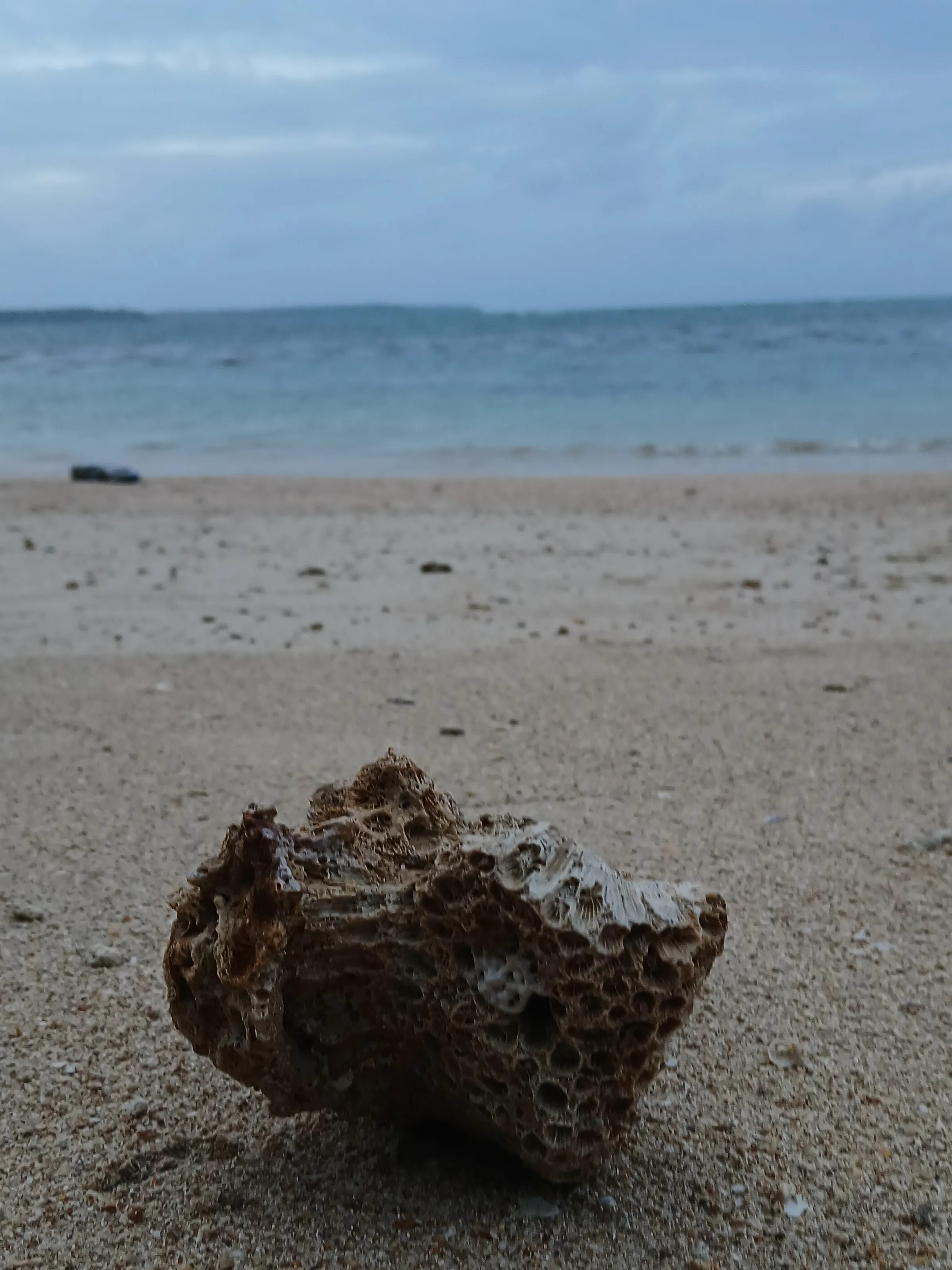 Echoes of the Reef